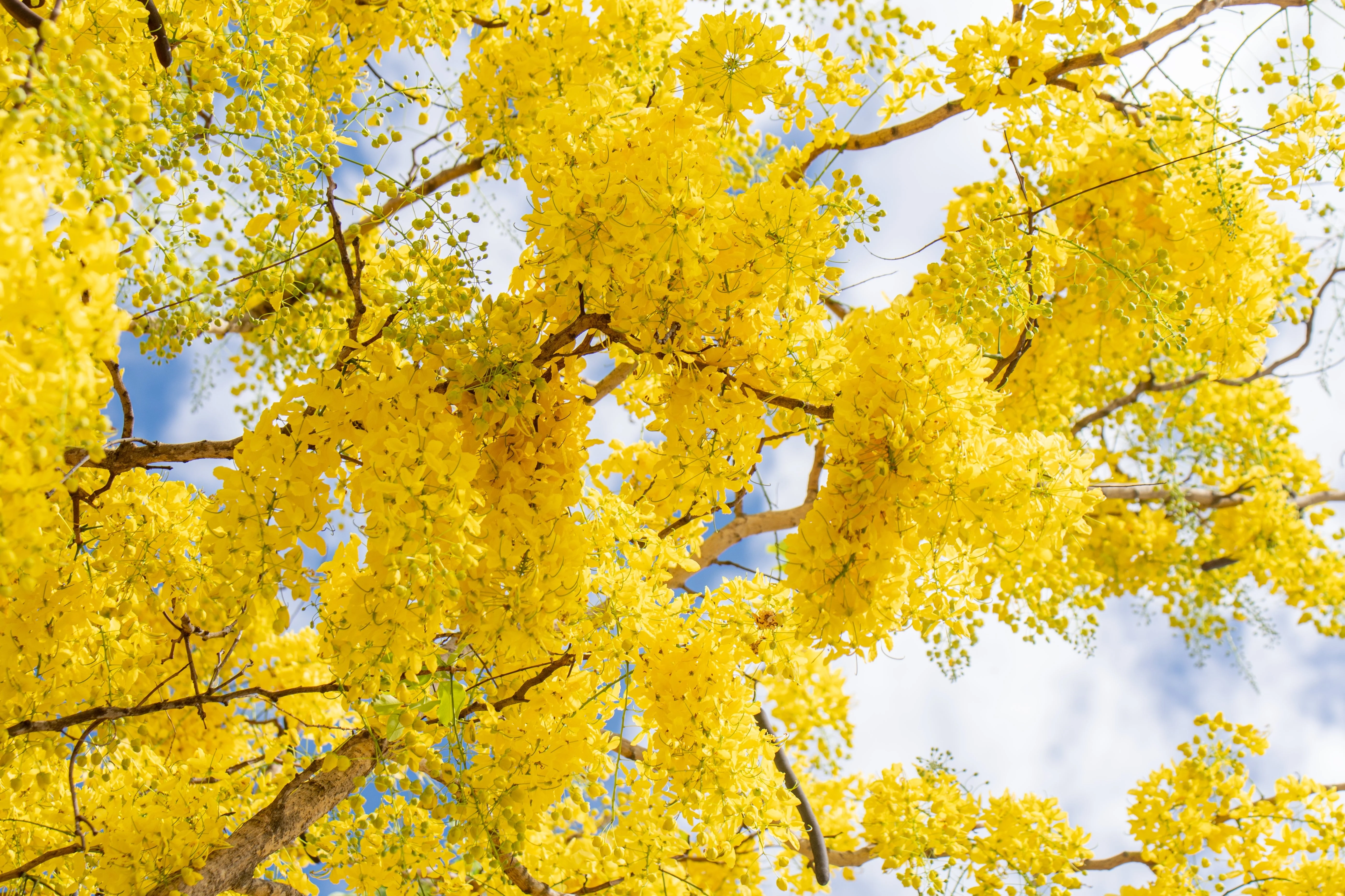 15 GOLDEN SHOWER TREE Gold Rush Yellow Cassia Fistula Flower Seeds - Image 8