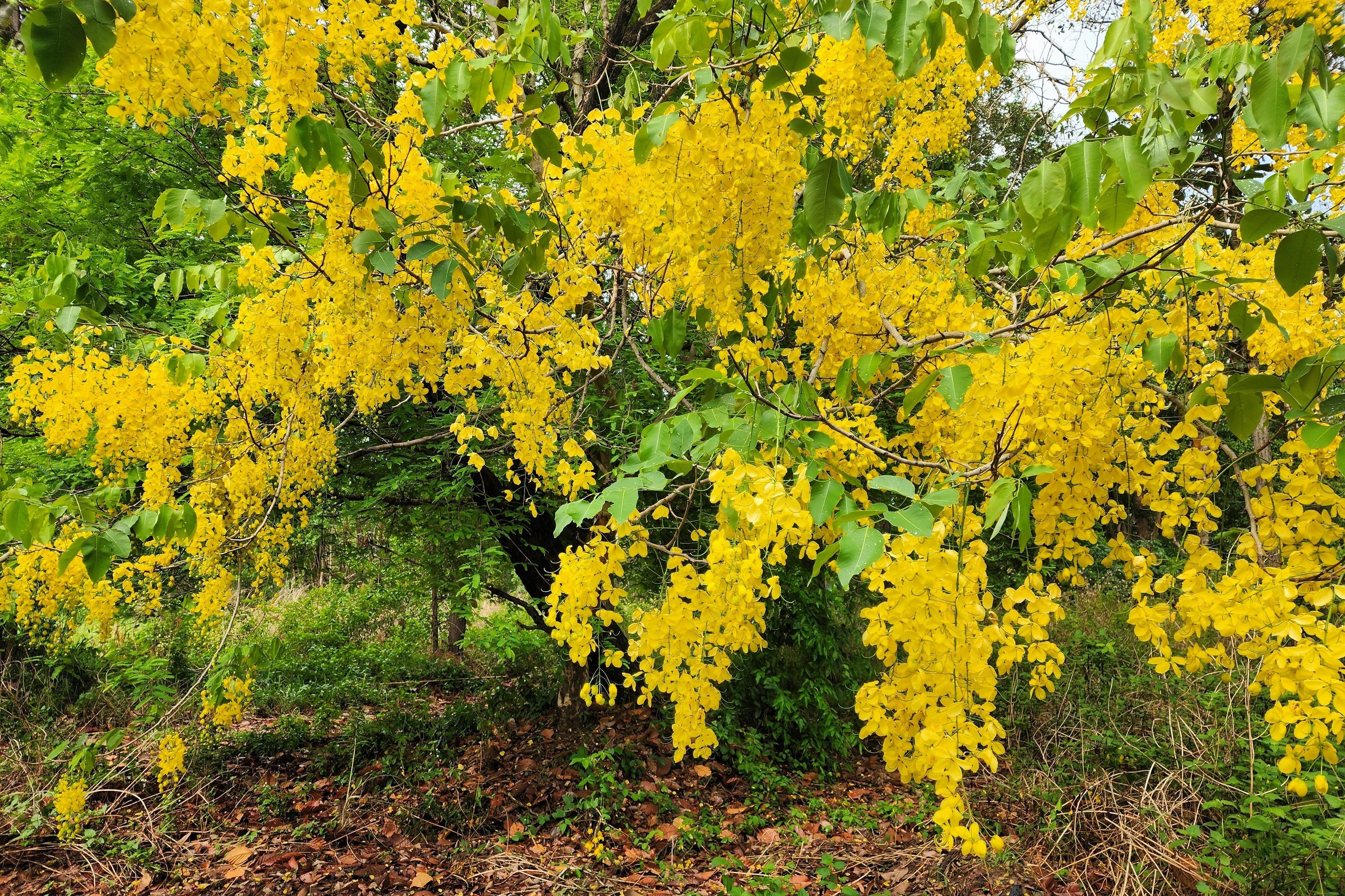 15 GOLDEN SHOWER TREE Gold Rush Yellow Cassia Fistula Flower Seeds - Image 9