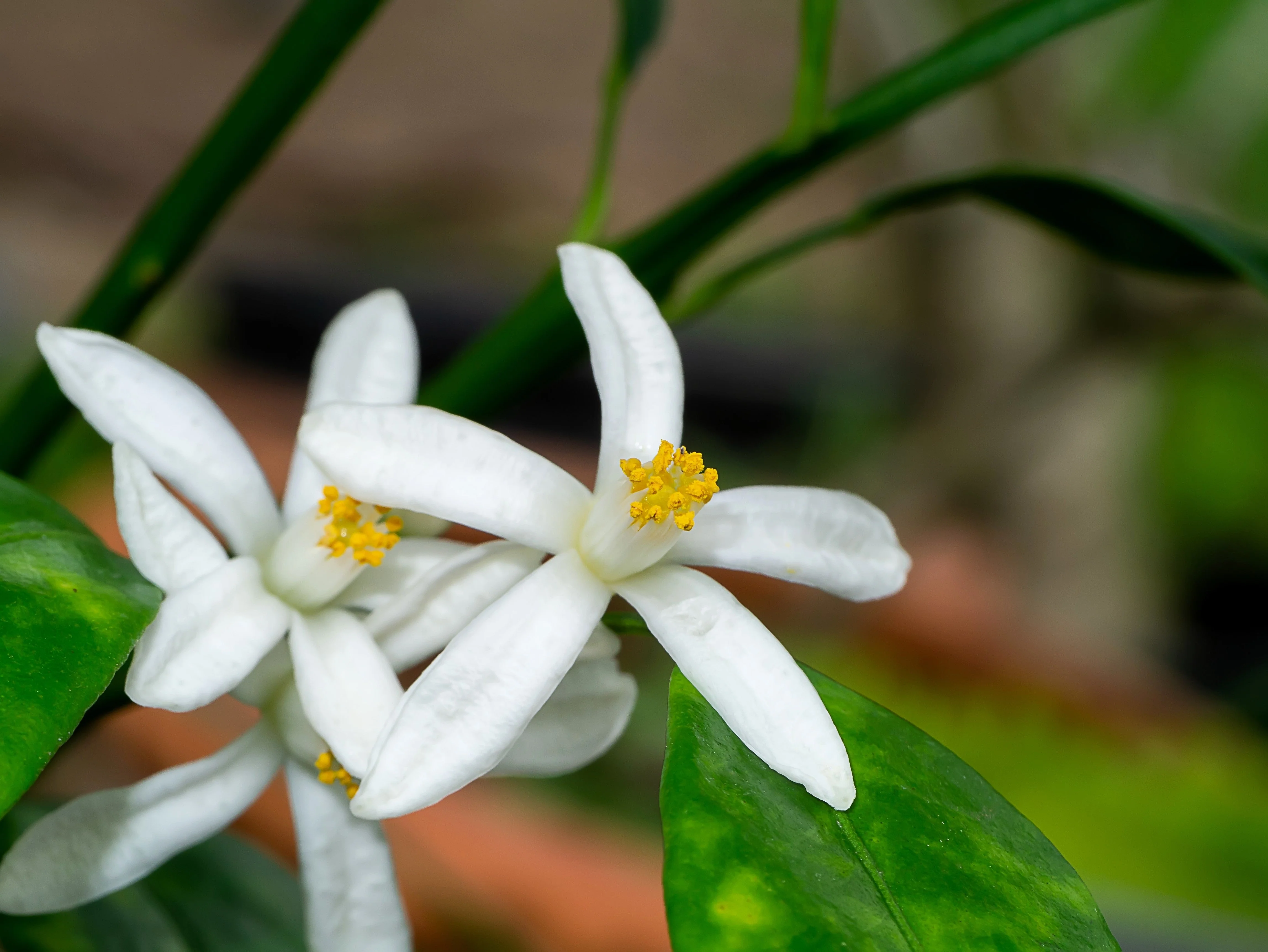 15 KEY LIME Citrus Aurantifolia Fruit Tree Shrub Seeds - Image 4