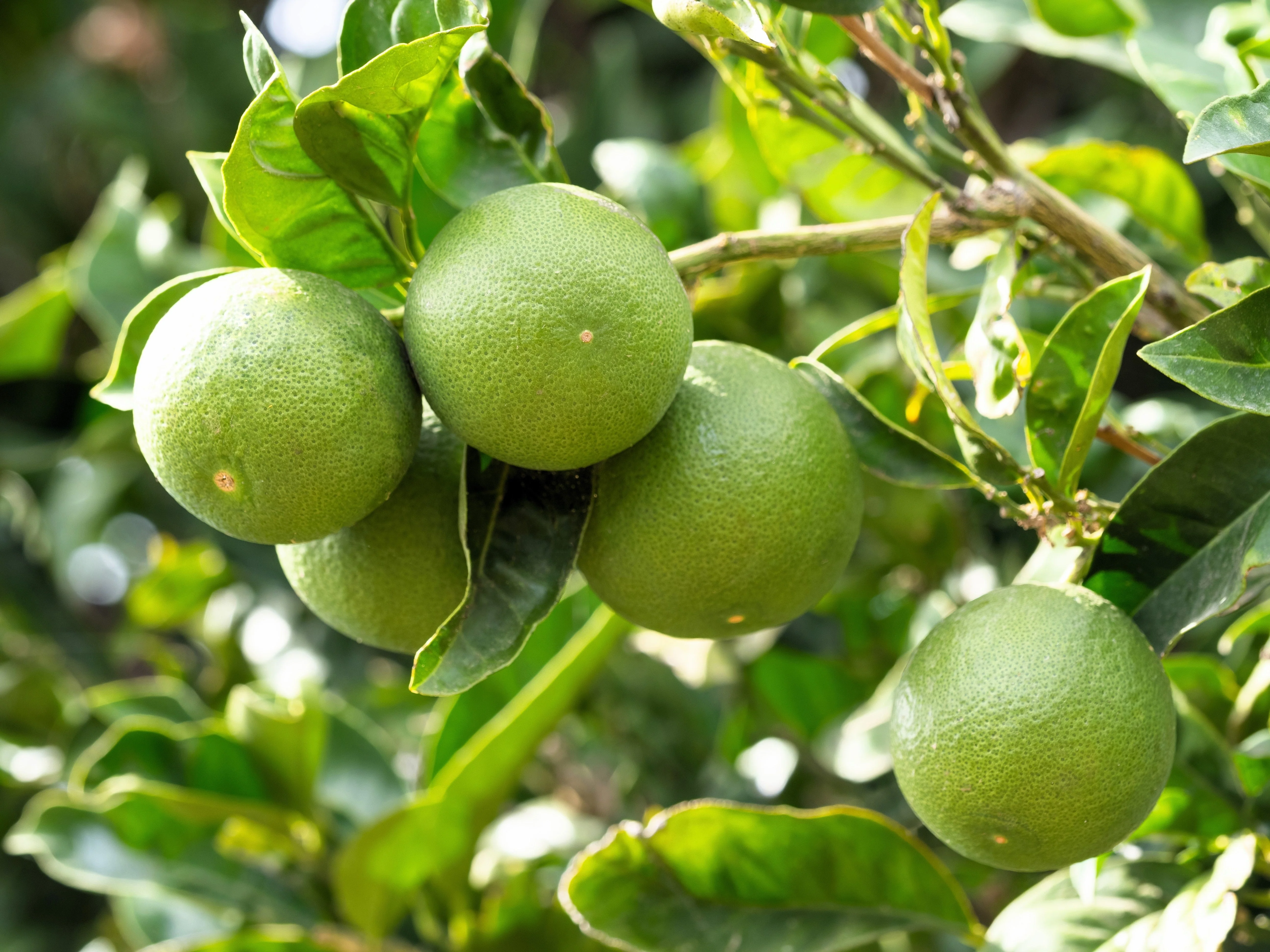15 KEY LIME Citrus Aurantifolia Fruit Tree Shrub Seeds - Image 5