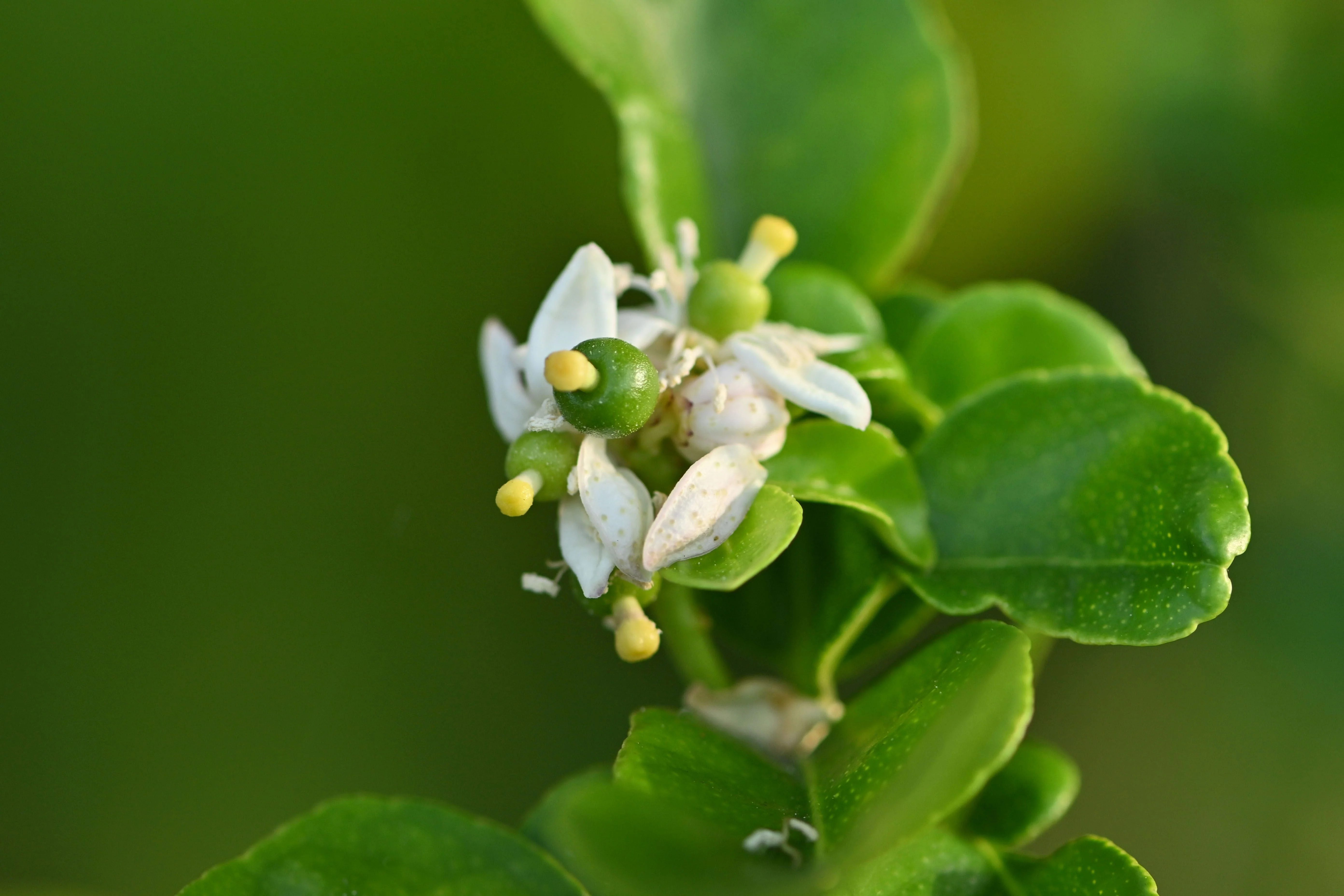 15 KEY LIME Citrus Aurantifolia Fruit Tree Shrub Seeds - Image 6