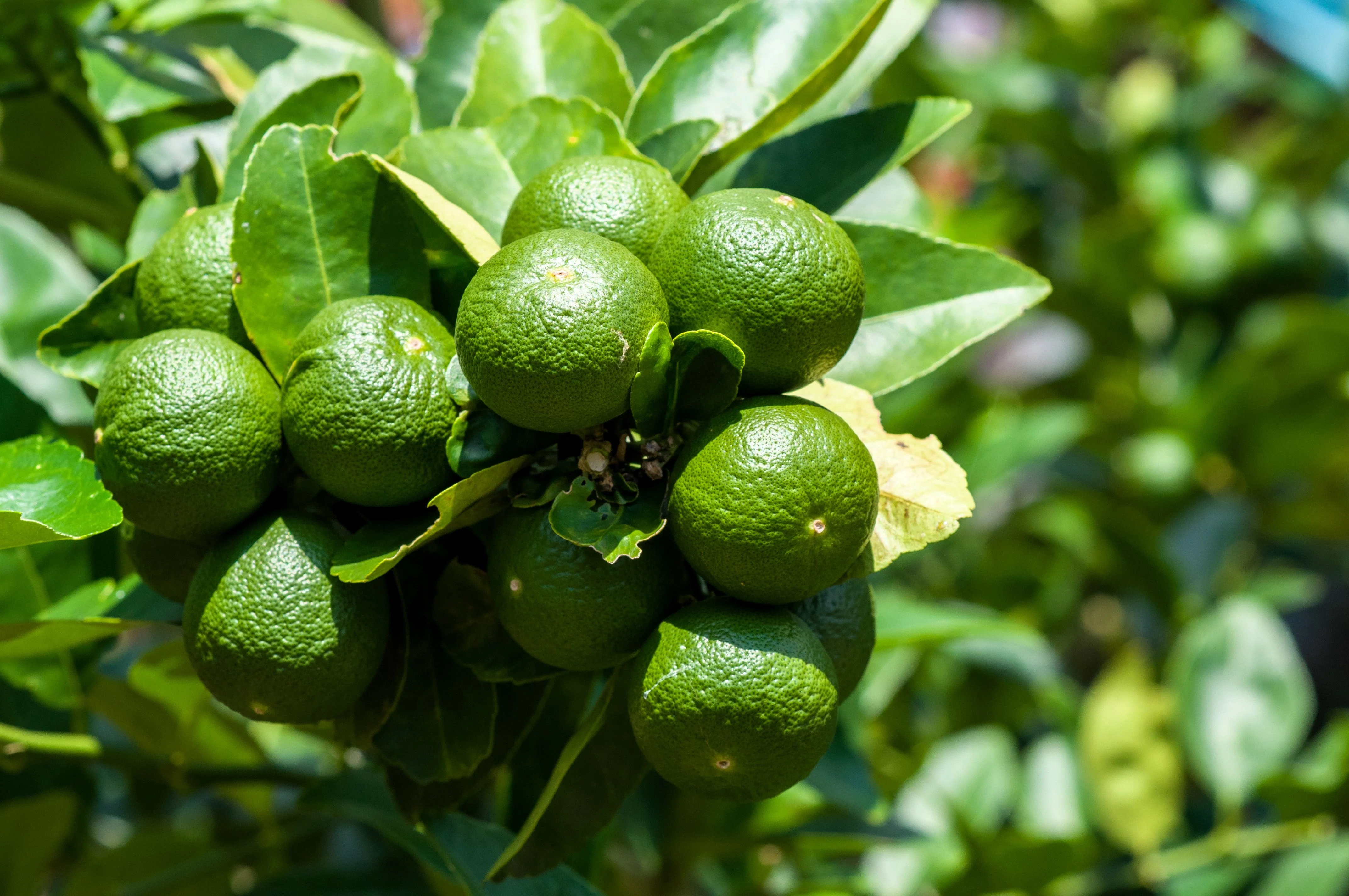 15 KEY LIME Citrus Aurantifolia Fruit Tree Shrub Seeds - Image 7