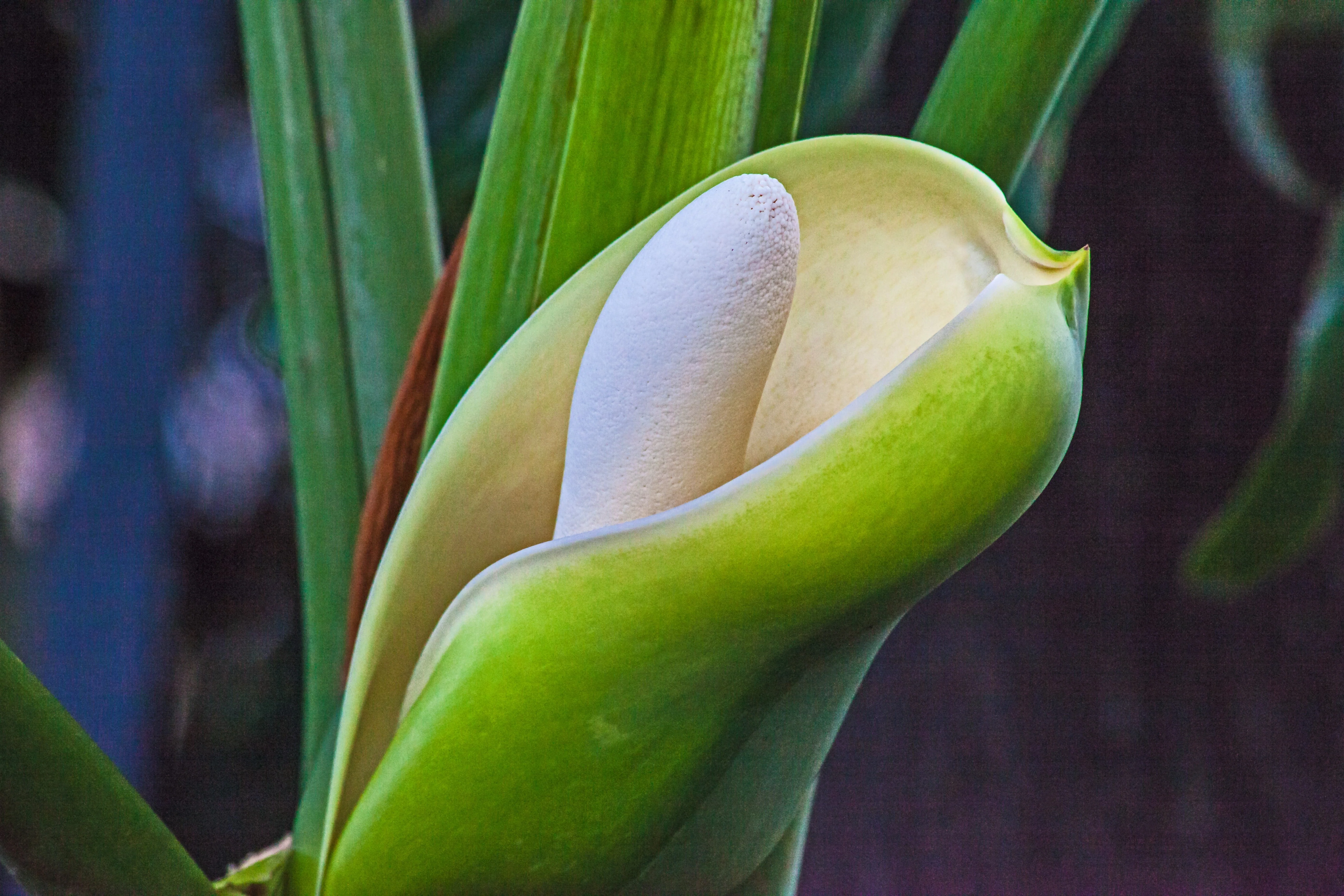 15 Lacy TREE PHILODENDRON Split Leaf Cut-leaf Selloum House Plant Seeds - Image 11