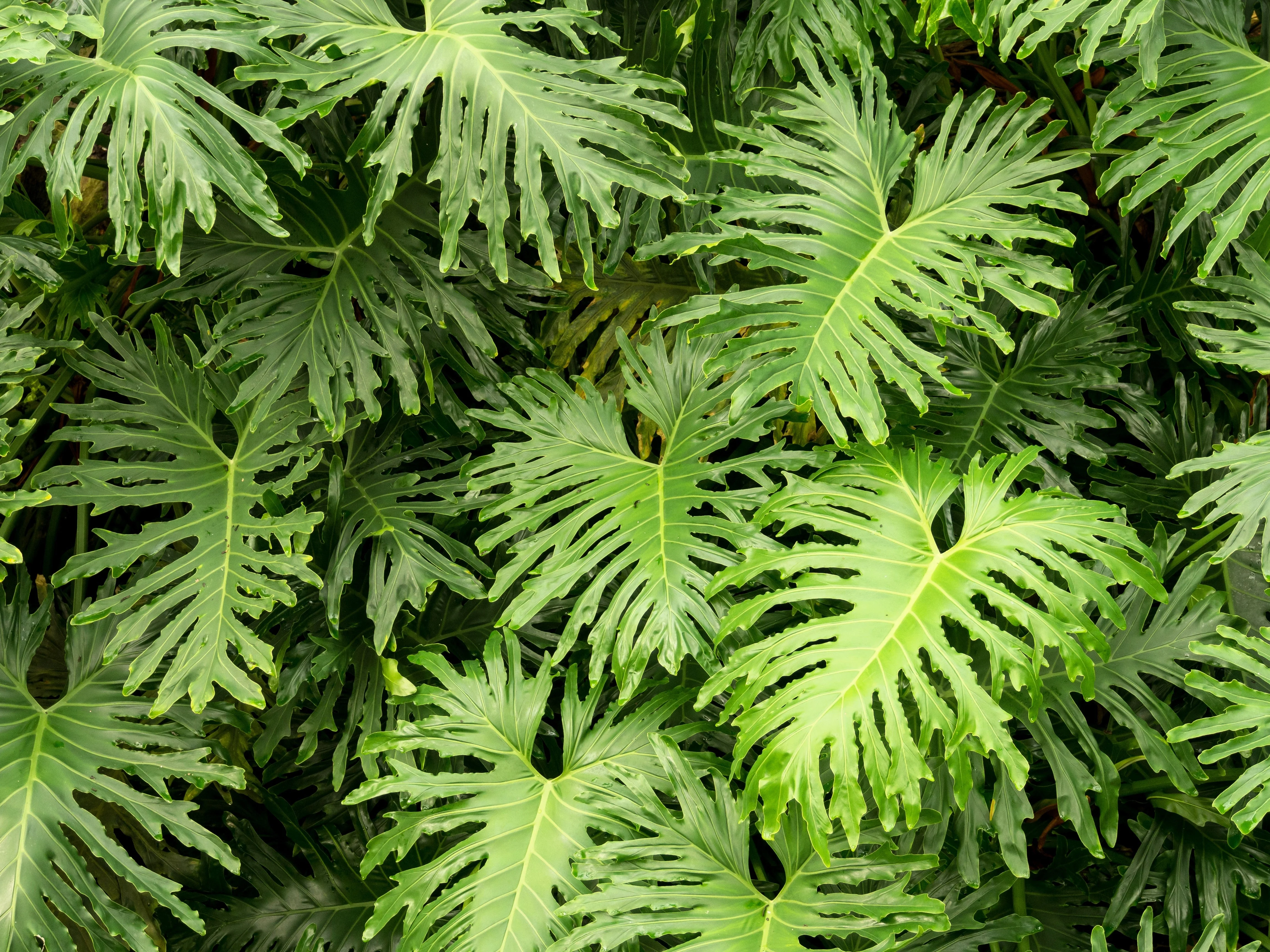15 Lacy TREE PHILODENDRON Split Leaf Cut-leaf Selloum House Plant Seeds - Image 2