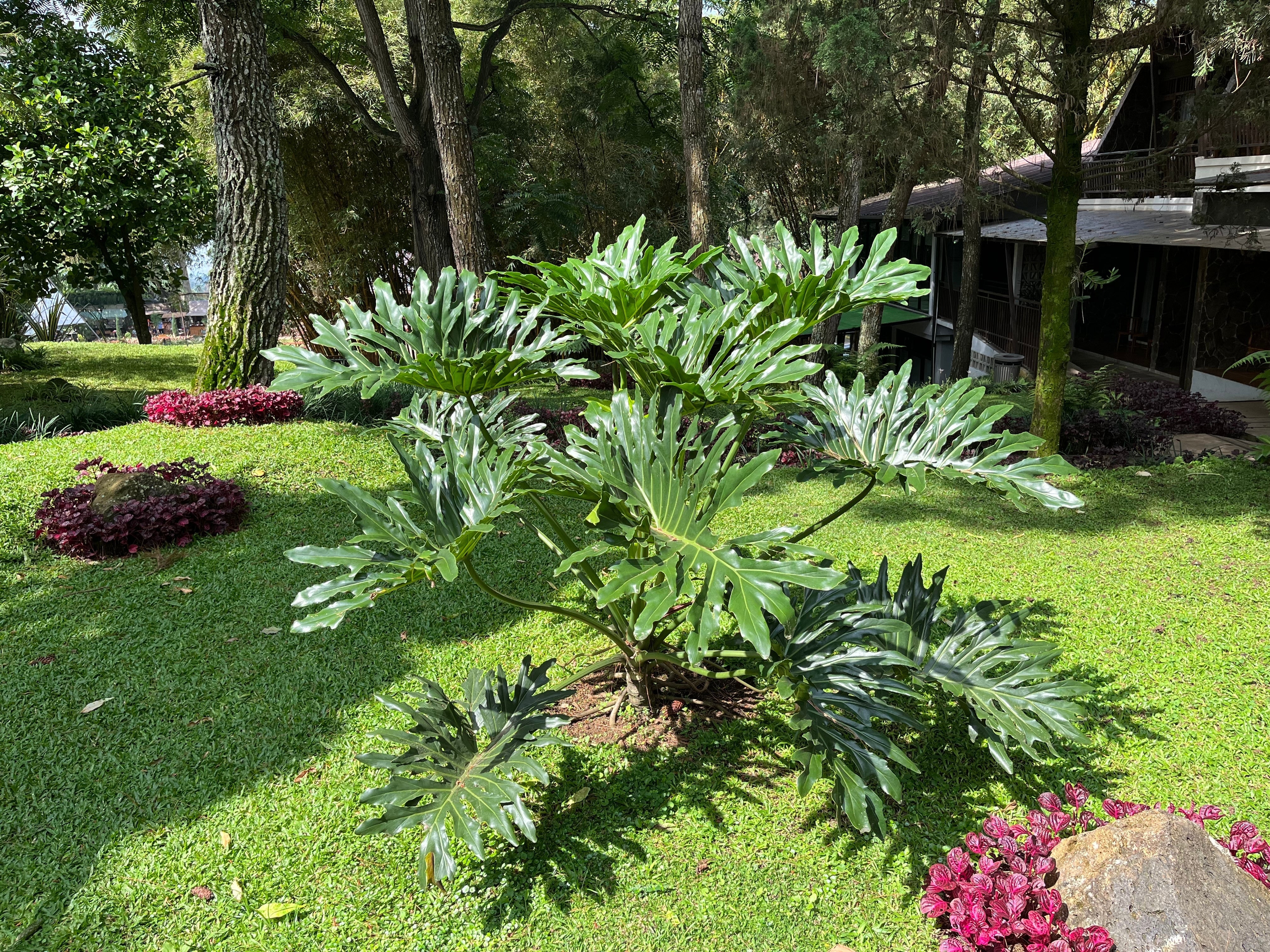 15 Lacy TREE PHILODENDRON Split Leaf Cut-leaf Selloum House Plant Seeds - Image 3