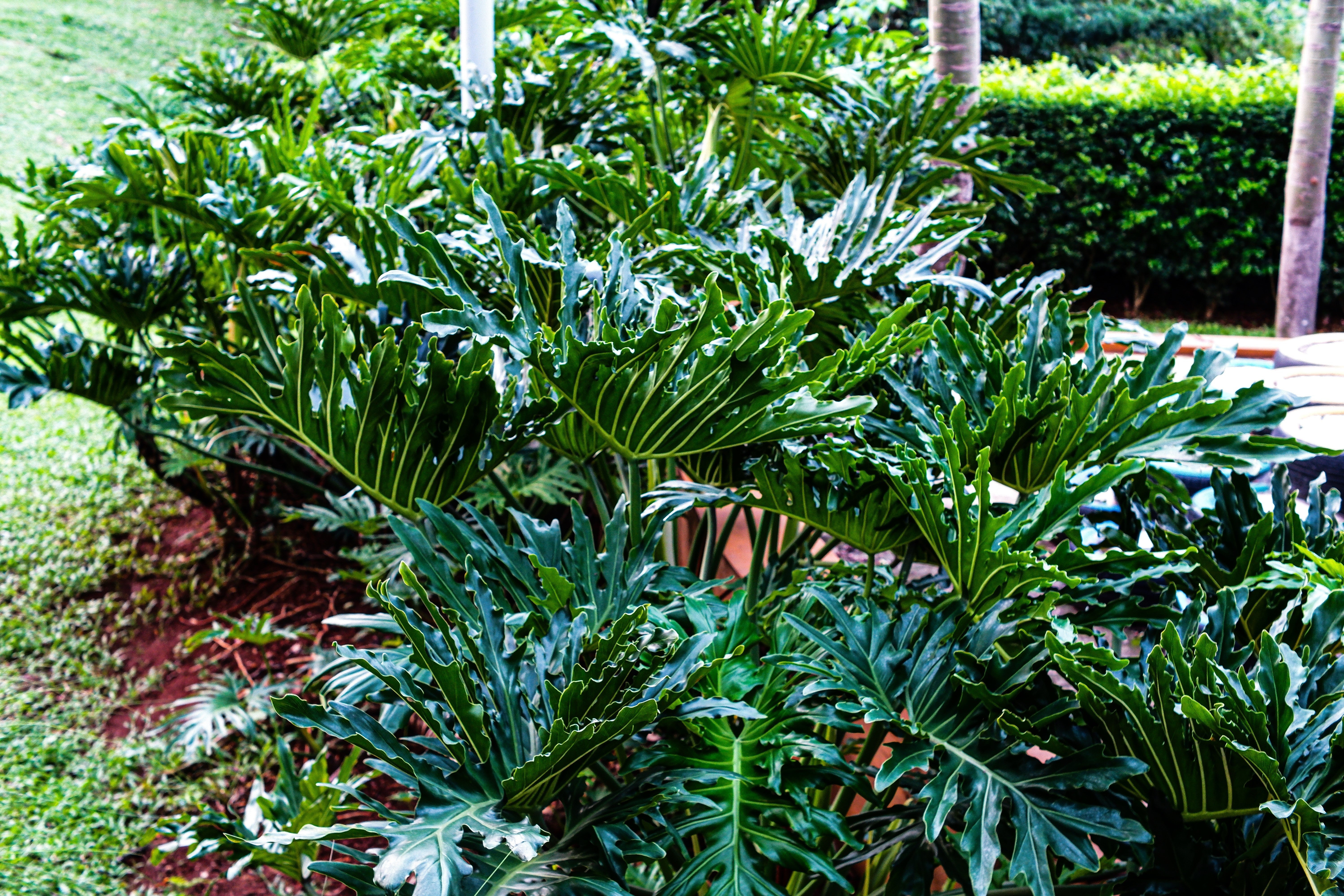 15 Lacy TREE PHILODENDRON Split Leaf Cut-leaf Selloum House Plant Seeds - Image 4