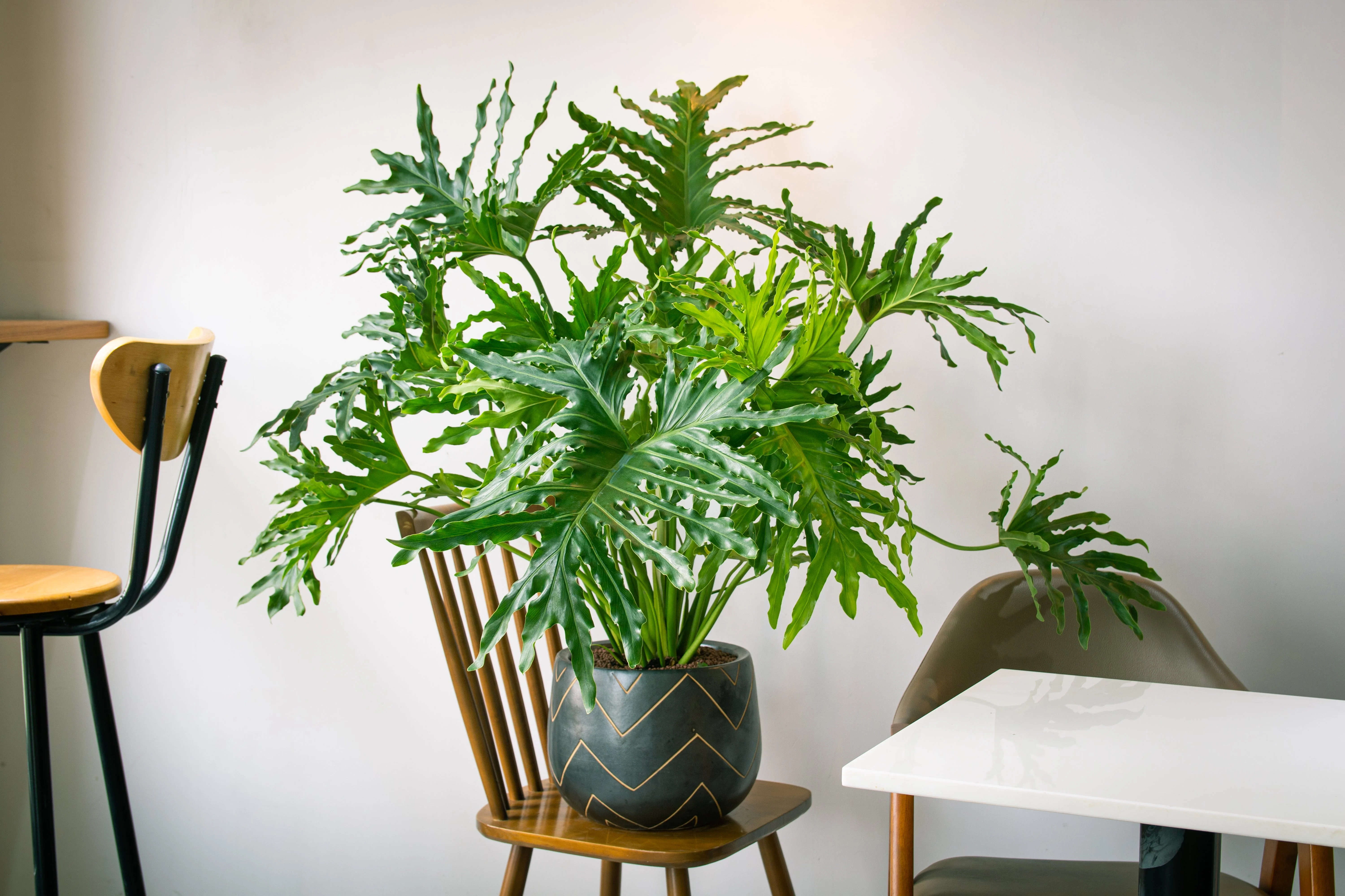 15 Lacy TREE PHILODENDRON Split Leaf Cut-leaf Selloum House Plant Seeds - Image 5