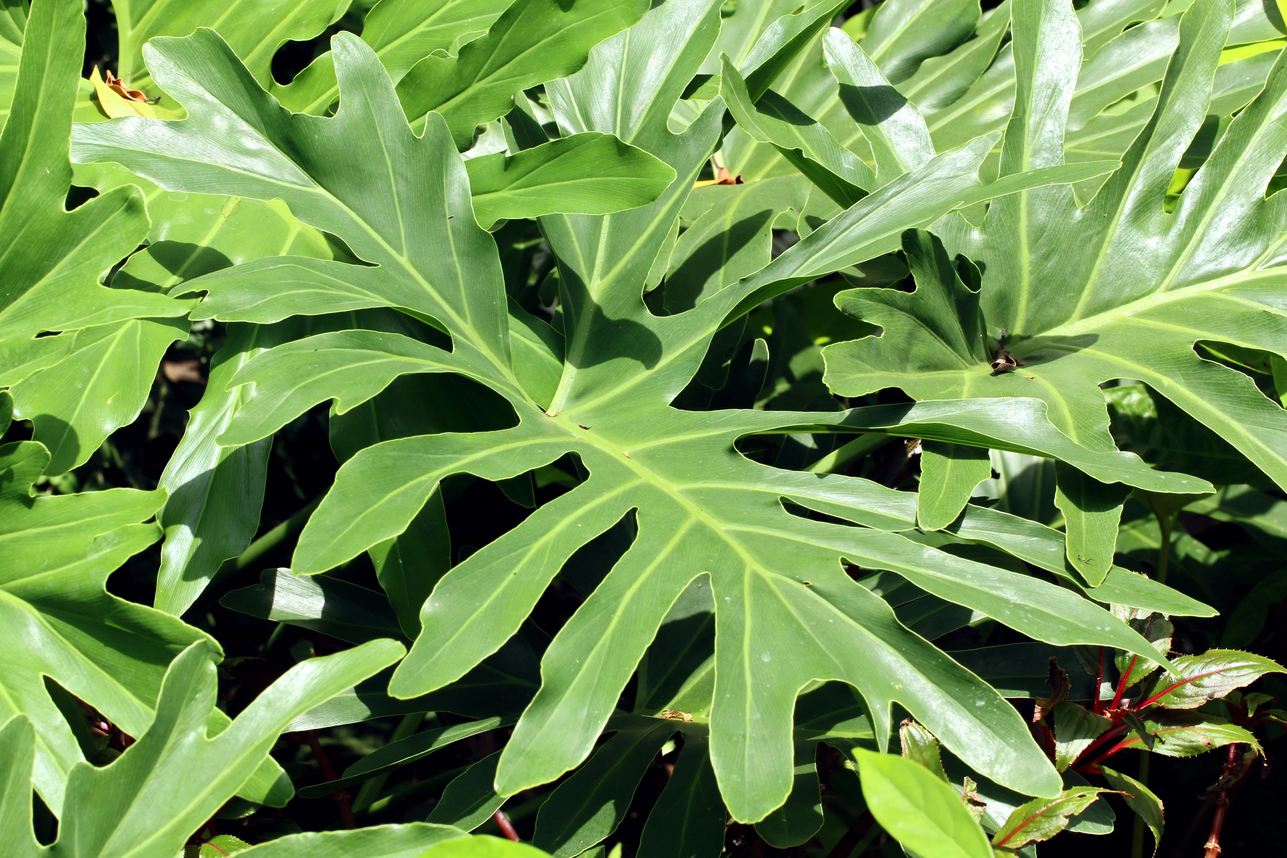 15 Lacy TREE PHILODENDRON Split Leaf Cut-leaf Selloum House Plant Seeds - Image 6