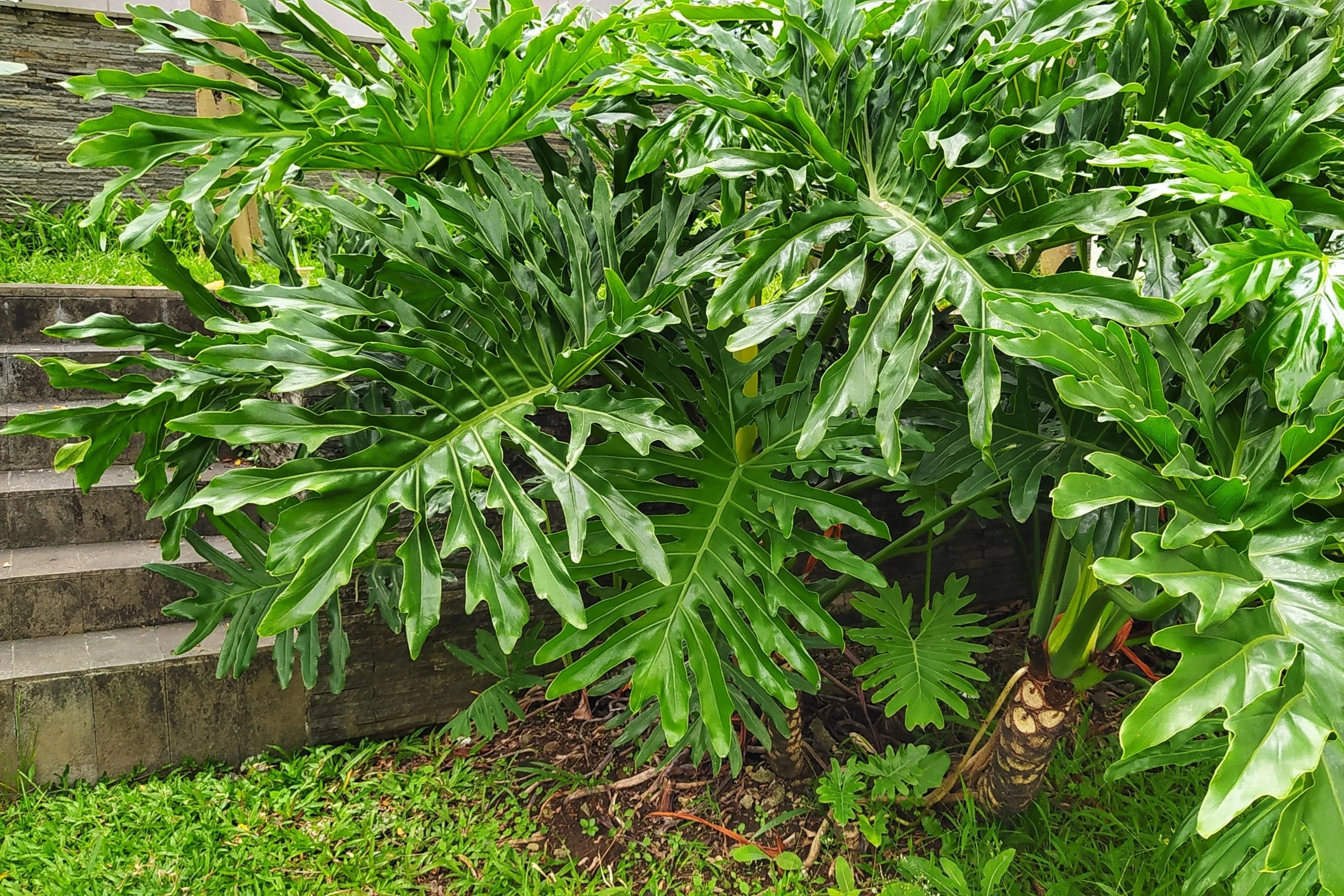 15 Lacy TREE PHILODENDRON Split Leaf Cut-leaf Selloum House Plant Seeds - Image 7