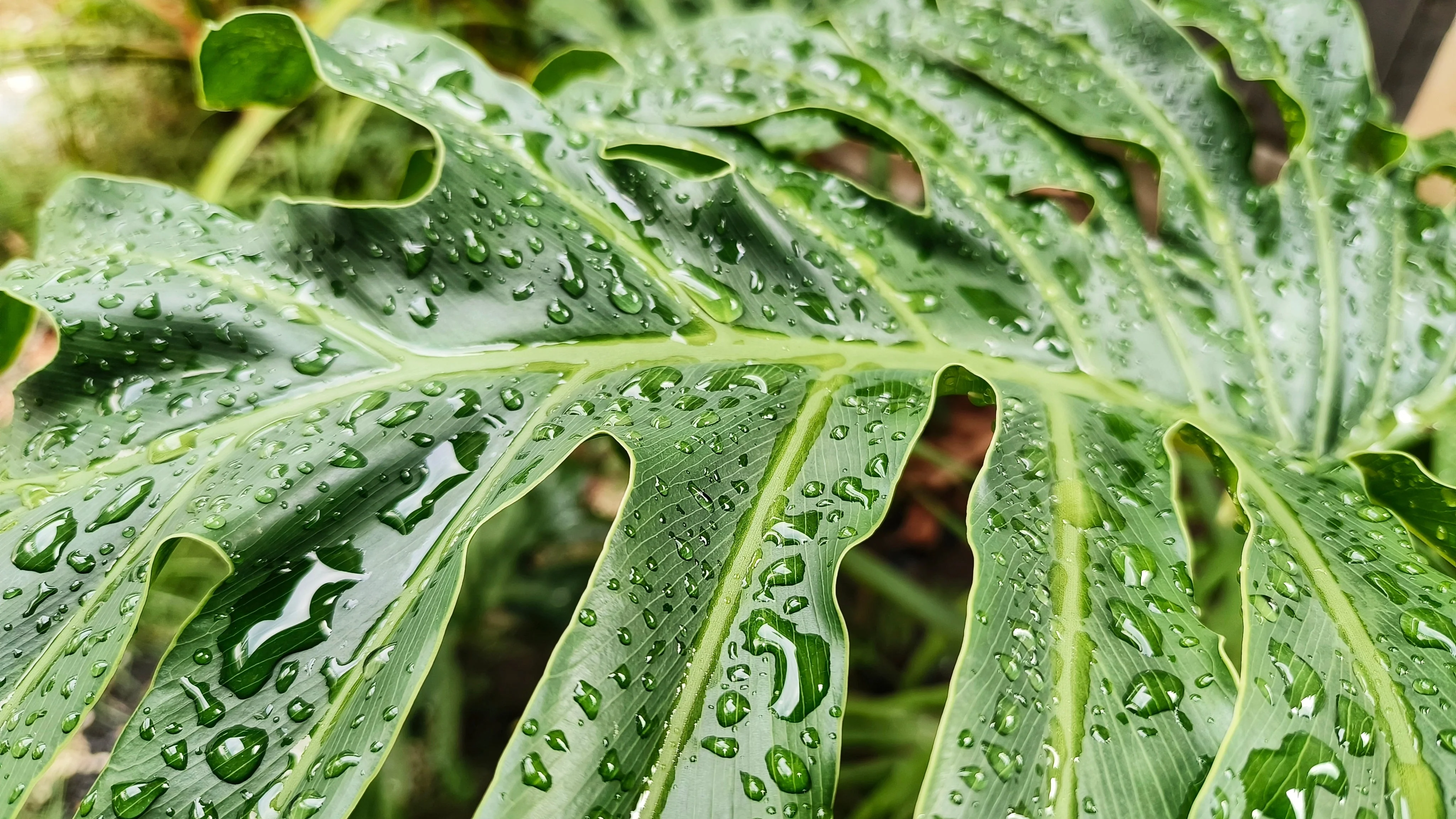 15 Lacy TREE PHILODENDRON Split Leaf Cut-leaf Selloum House Plant Seeds - Image 8