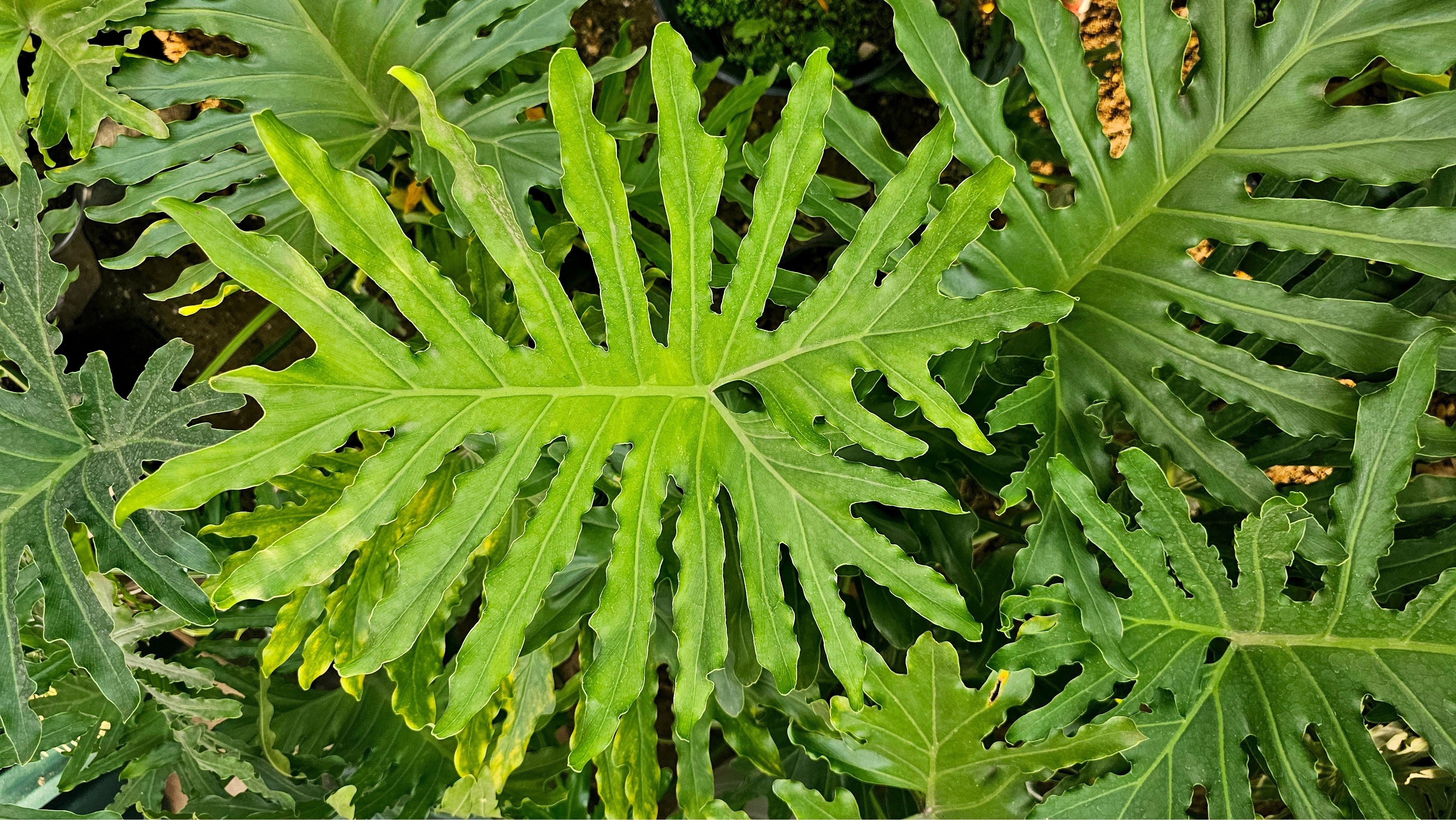 15 Lacy TREE PHILODENDRON Split Leaf Cut-leaf Selloum House Plant Seeds - Image 9