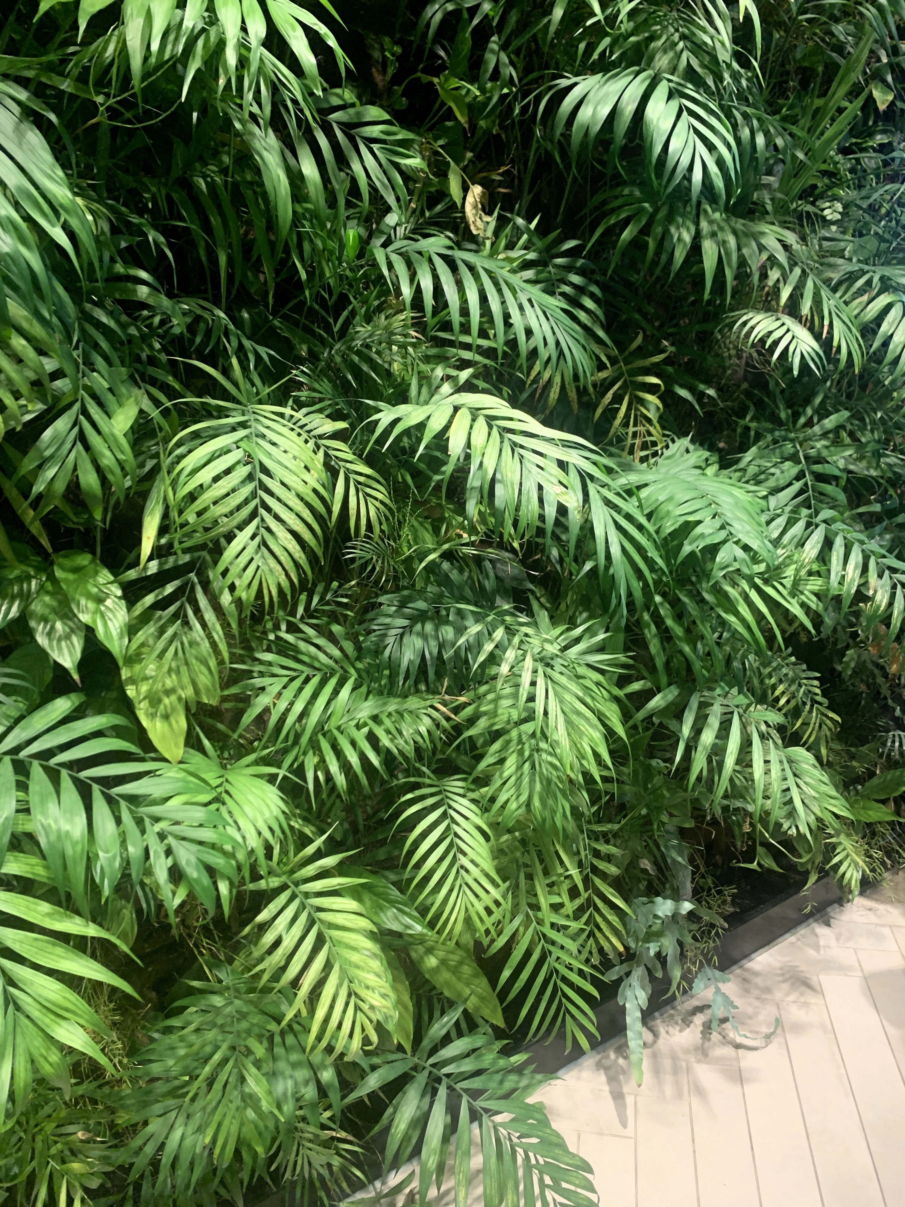 15 PARLOR PALM Neanthe Bella Palm Chamaedorea Elegans Tree Houseplant Seeds - Image 10