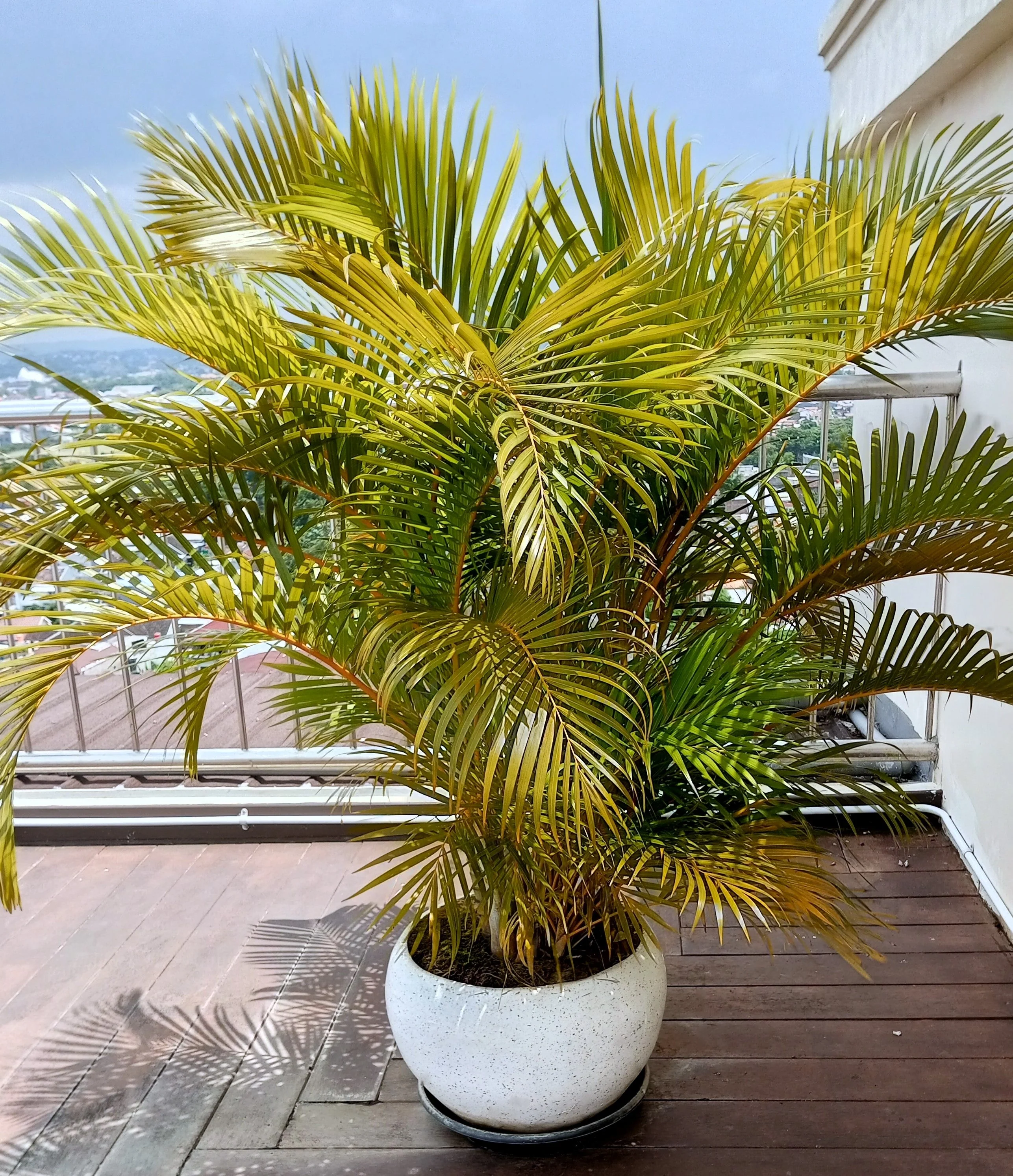 15 PARLOR PALM Neanthe Bella Palm Chamaedorea Elegans Tree Houseplant Seeds - Image 11