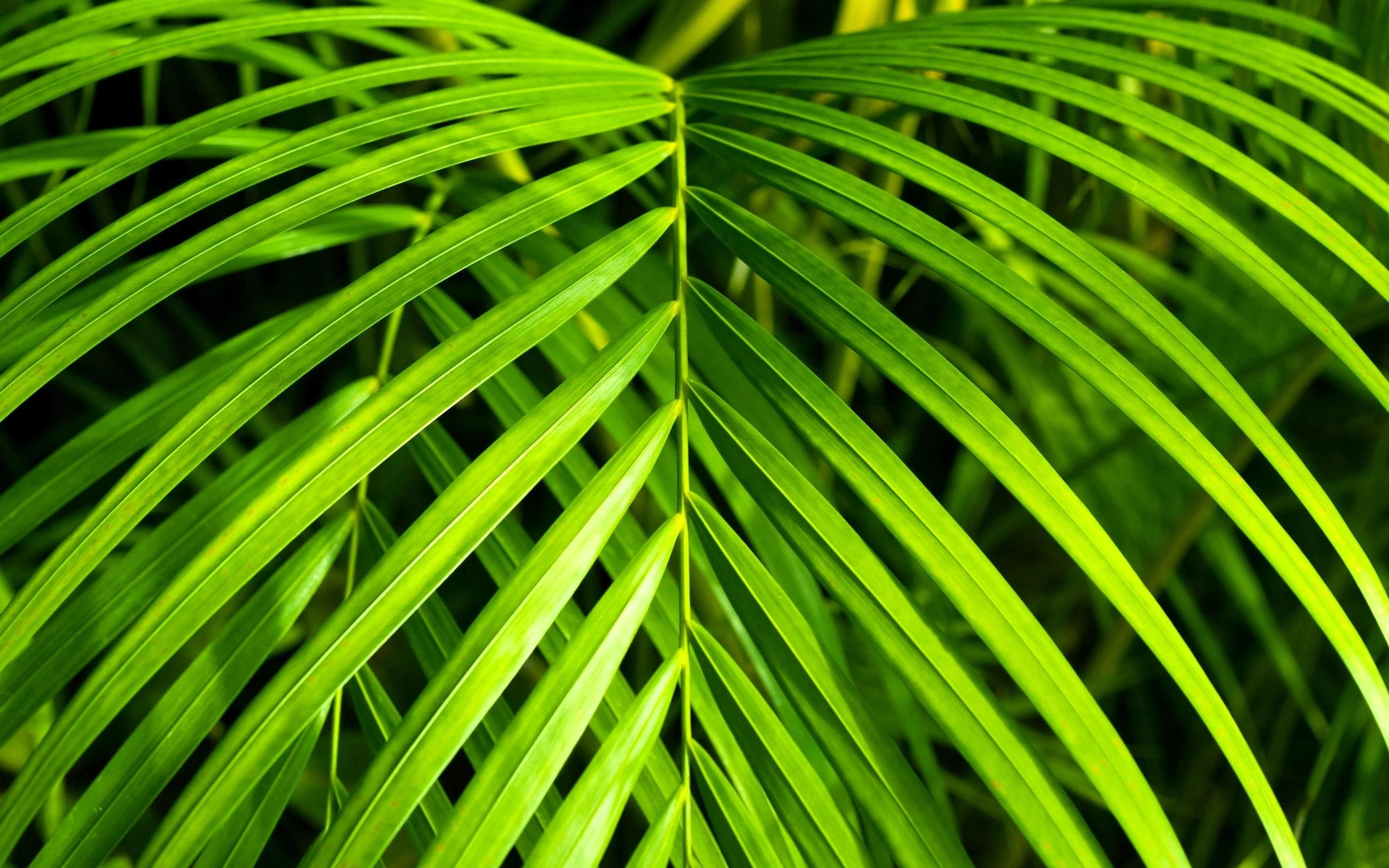 15 PARLOR PALM Neanthe Bella Palm Chamaedorea Elegans Tree Houseplant Seeds - Image 2