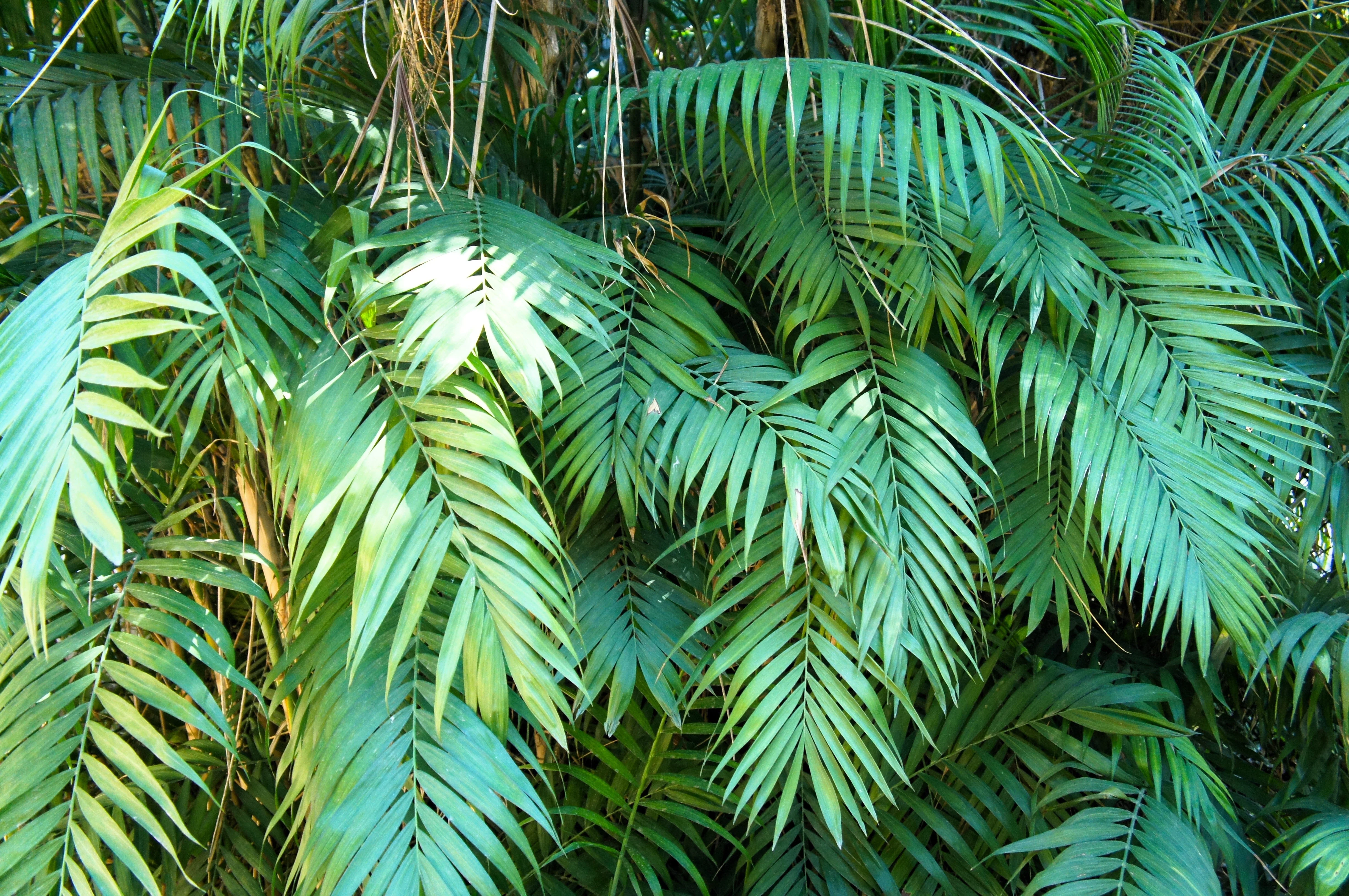 15 PARLOR PALM Neanthe Bella Palm Chamaedorea Elegans Tree Houseplant Seeds - Image 3