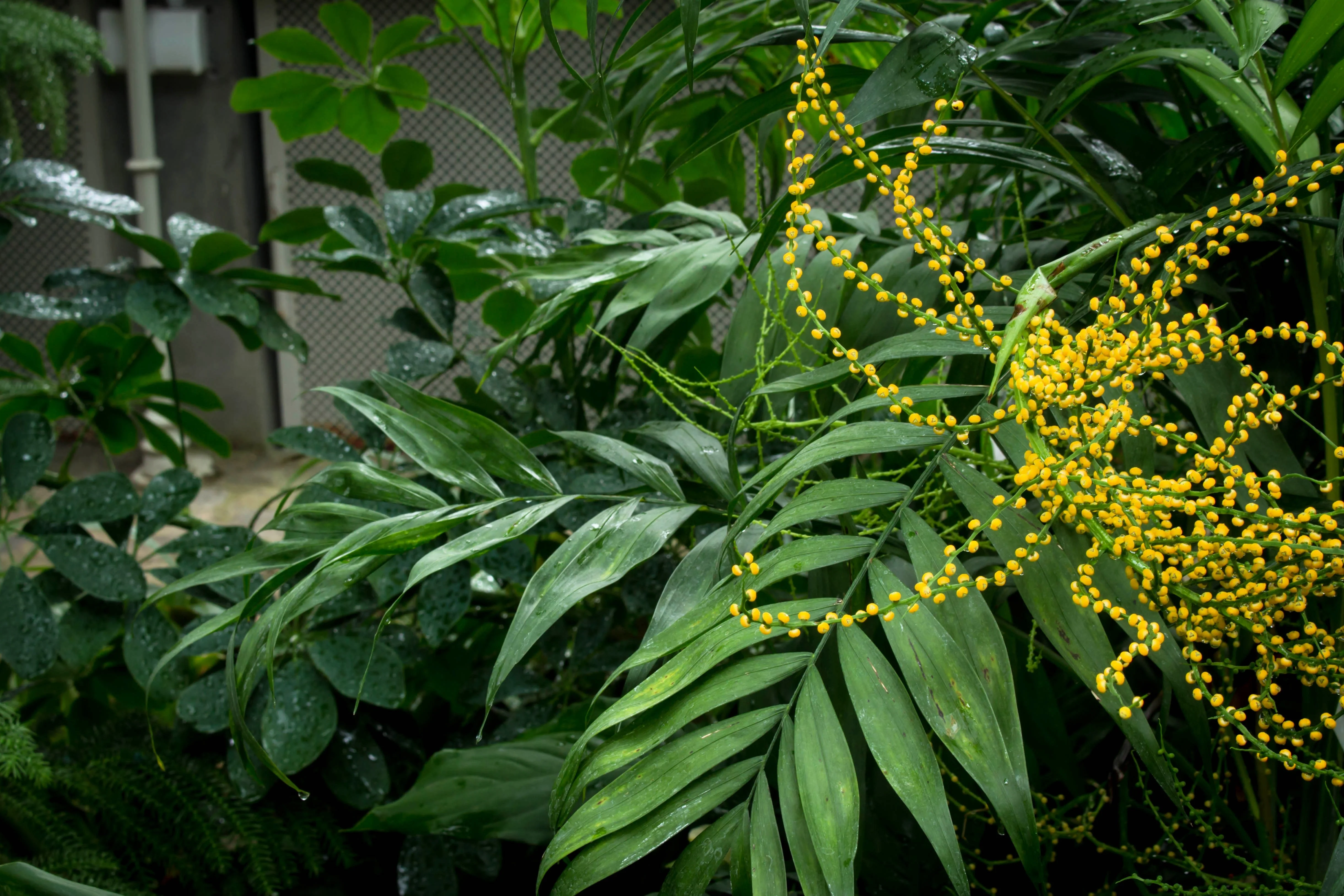 15 PARLOR PALM Neanthe Bella Palm Chamaedorea Elegans Tree Houseplant Seeds - Image 4