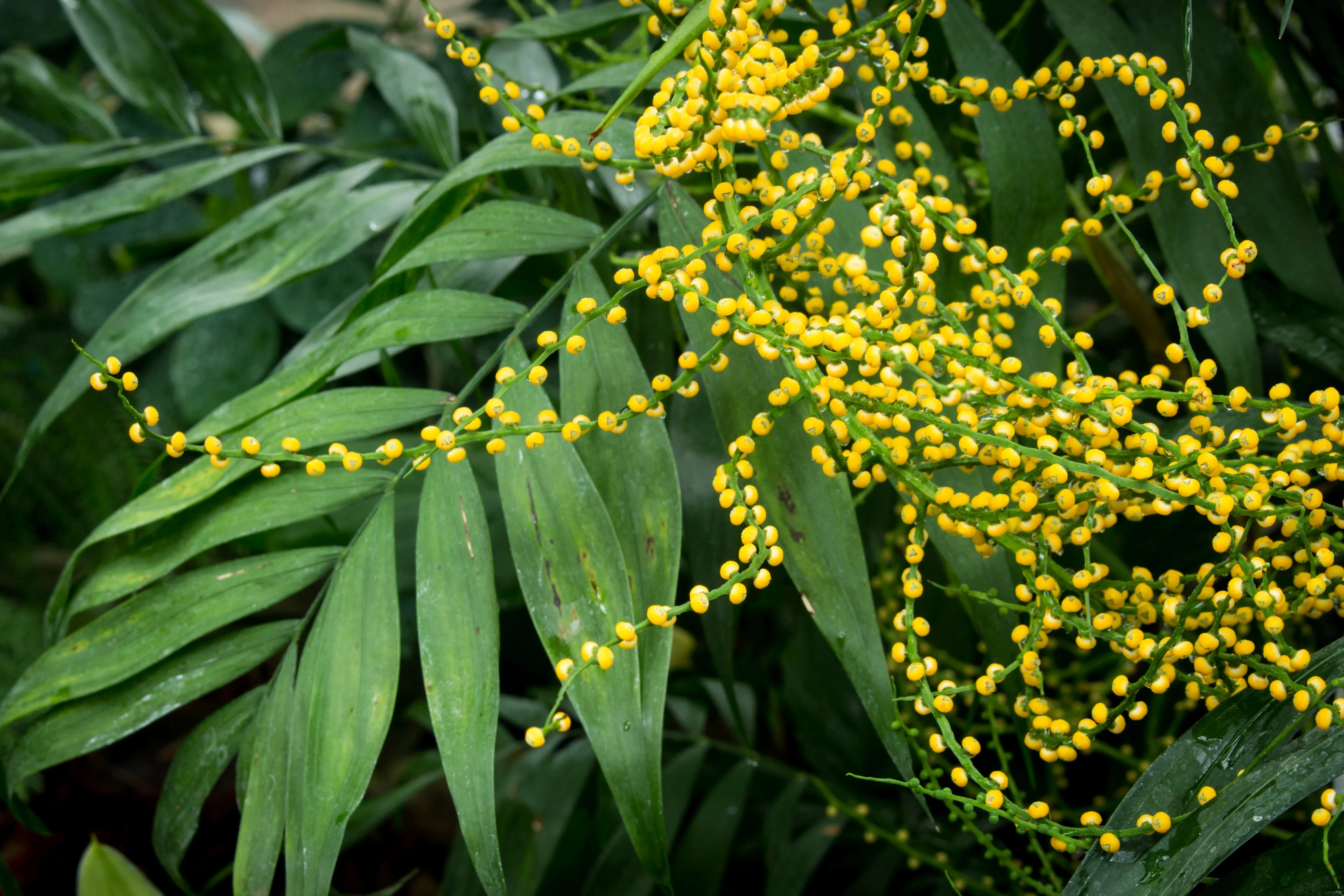 15 PARLOR PALM Neanthe Bella Palm Chamaedorea Elegans Tree Houseplant Seeds - Image 5