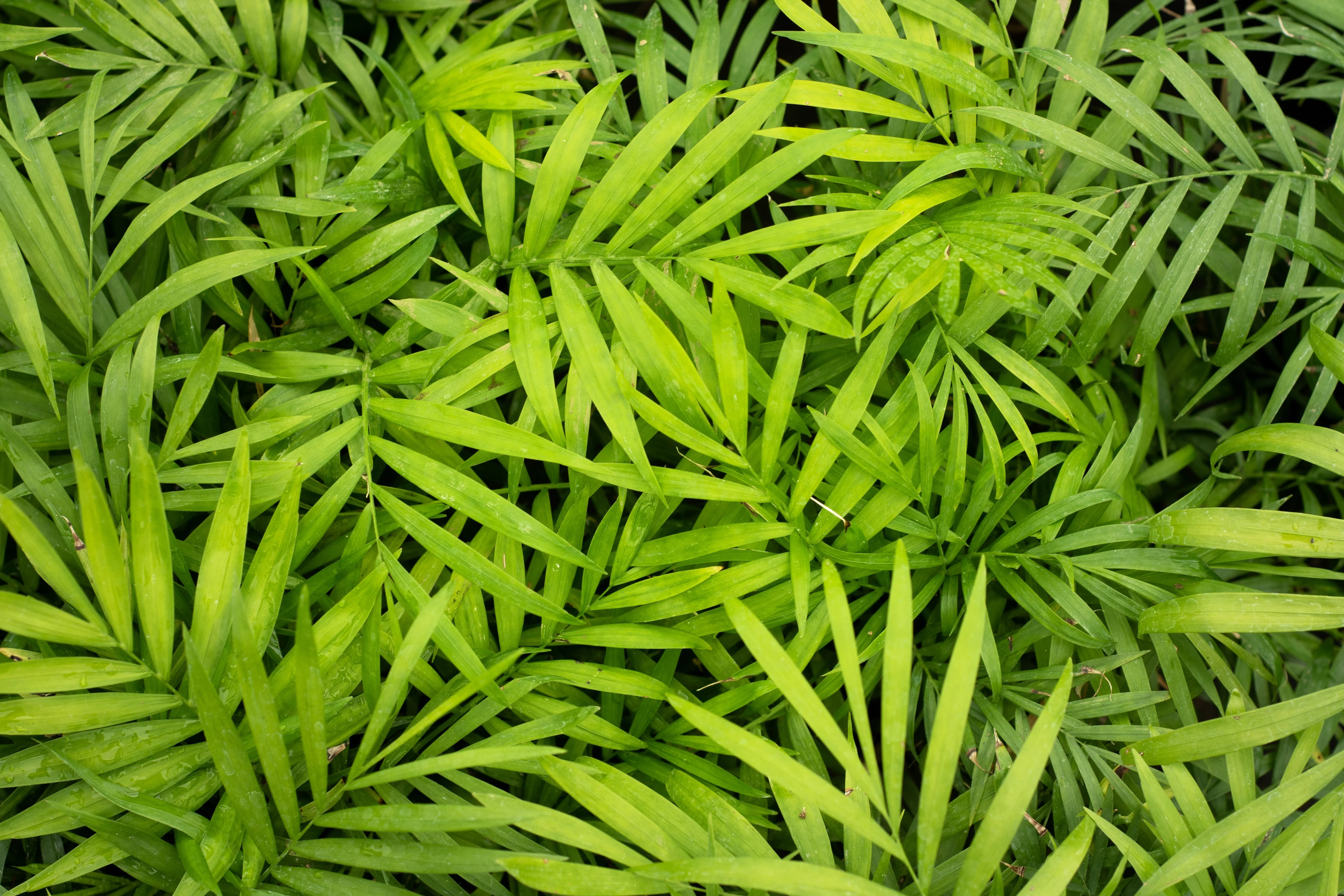 15 PARLOR PALM Neanthe Bella Palm Chamaedorea Elegans Tree Houseplant Seeds - Image 6