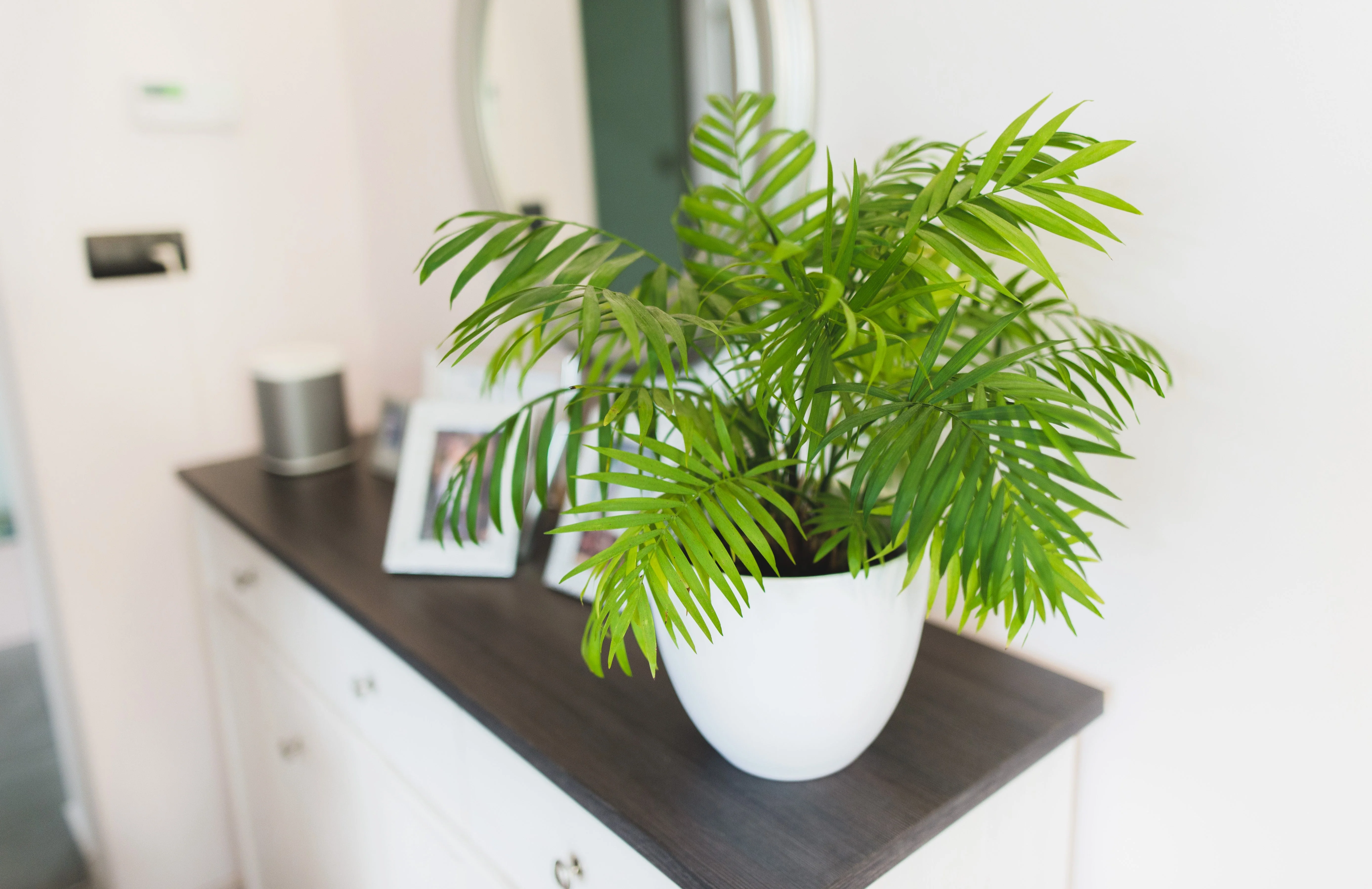15 PARLOR PALM Neanthe Bella Palm Chamaedorea Elegans Tree Houseplant Seeds - Image 7