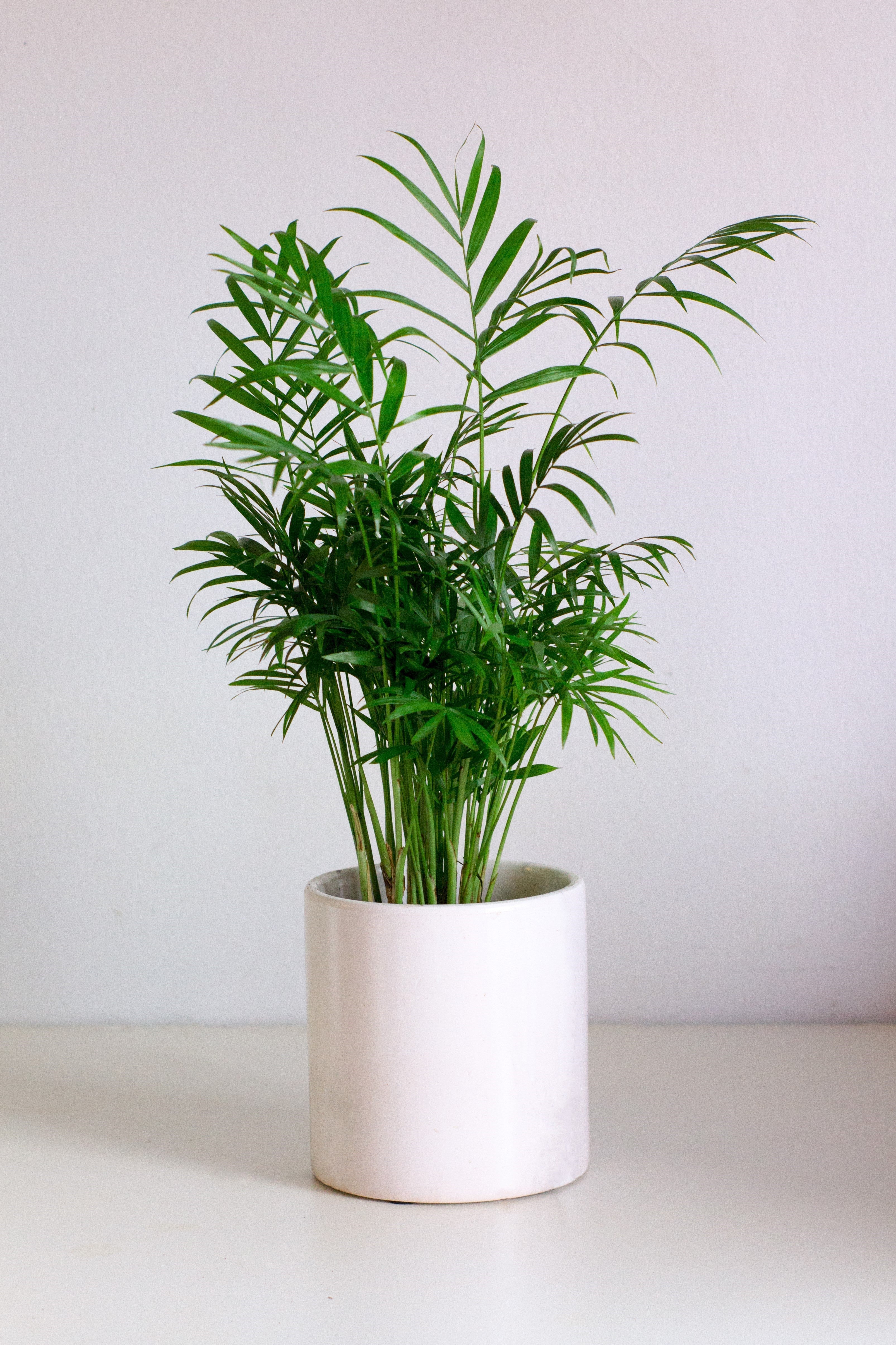 15 PARLOR PALM Neanthe Bella Palm Chamaedorea Elegans Tree Houseplant Seeds - Image 8