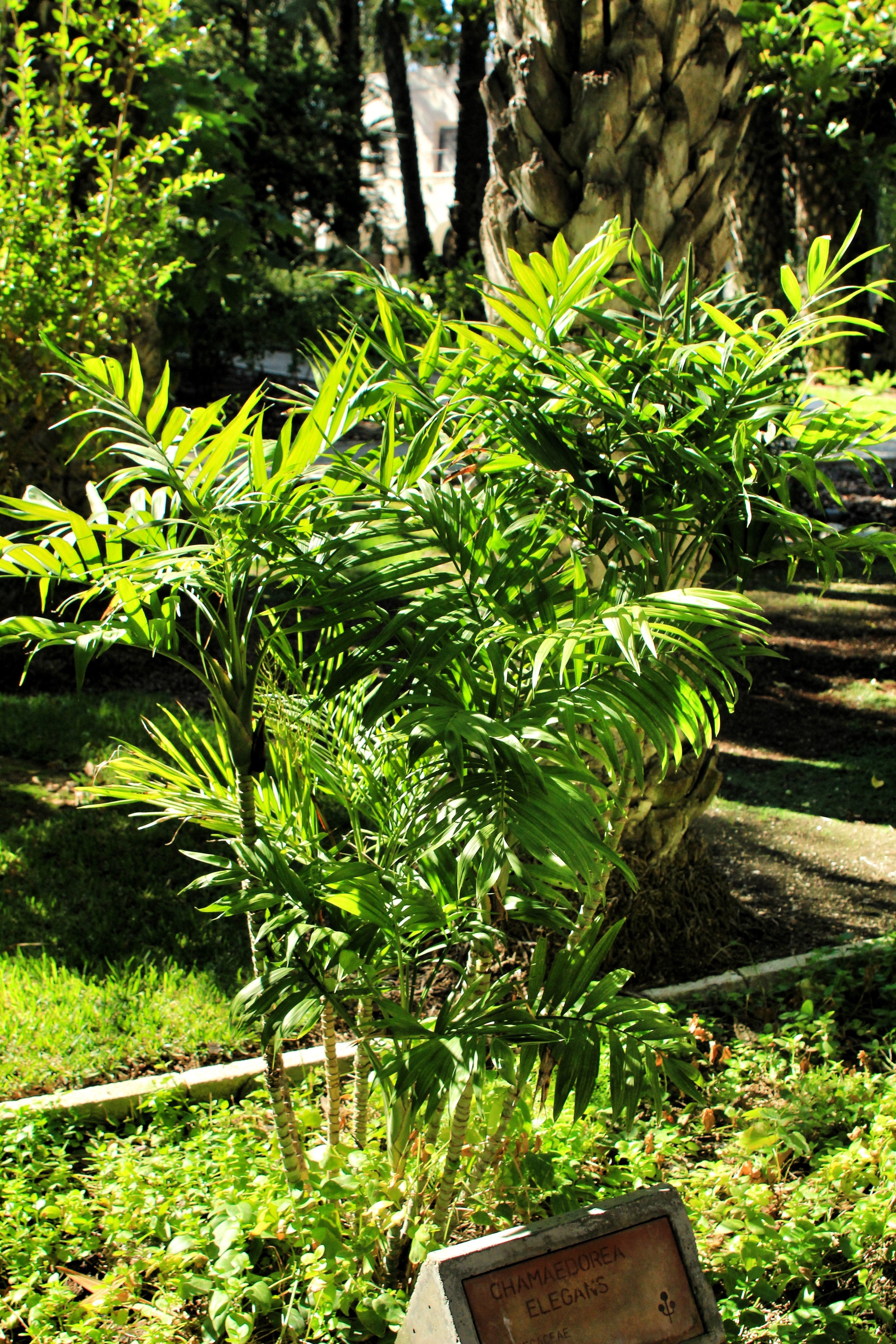 15 PARLOR PALM Neanthe Bella Palm Chamaedorea Elegans Tree Houseplant Seeds - Image 9