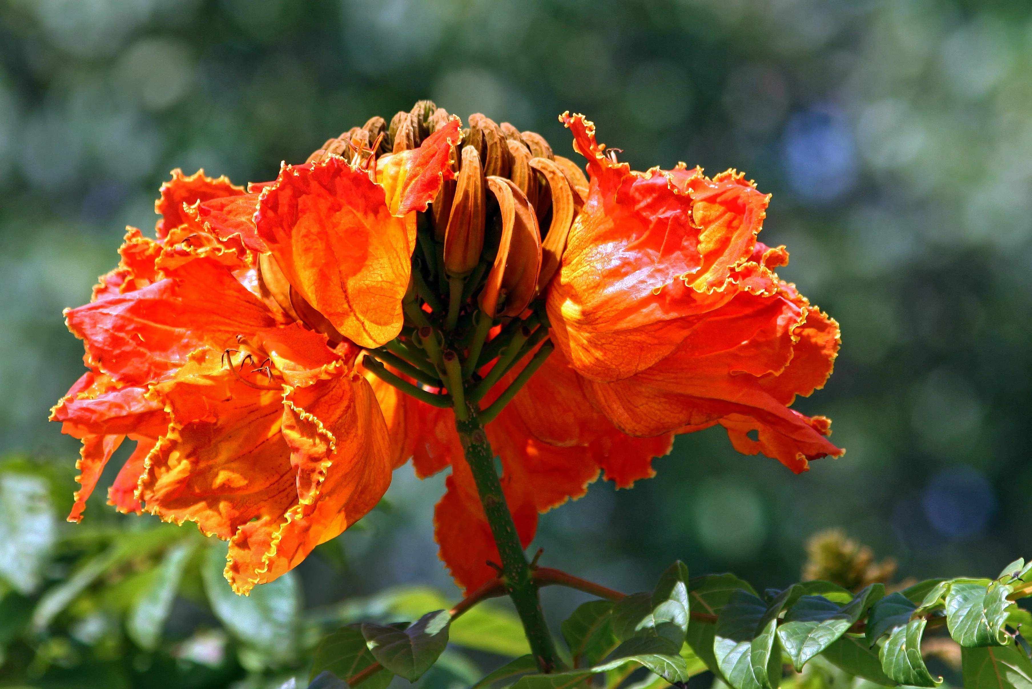 15 Red AFRICAN TULIP TREE (Fire Tree / Flame of the Forest / Fountain Tree) Spathodea Campanulata Seeds - Image 10