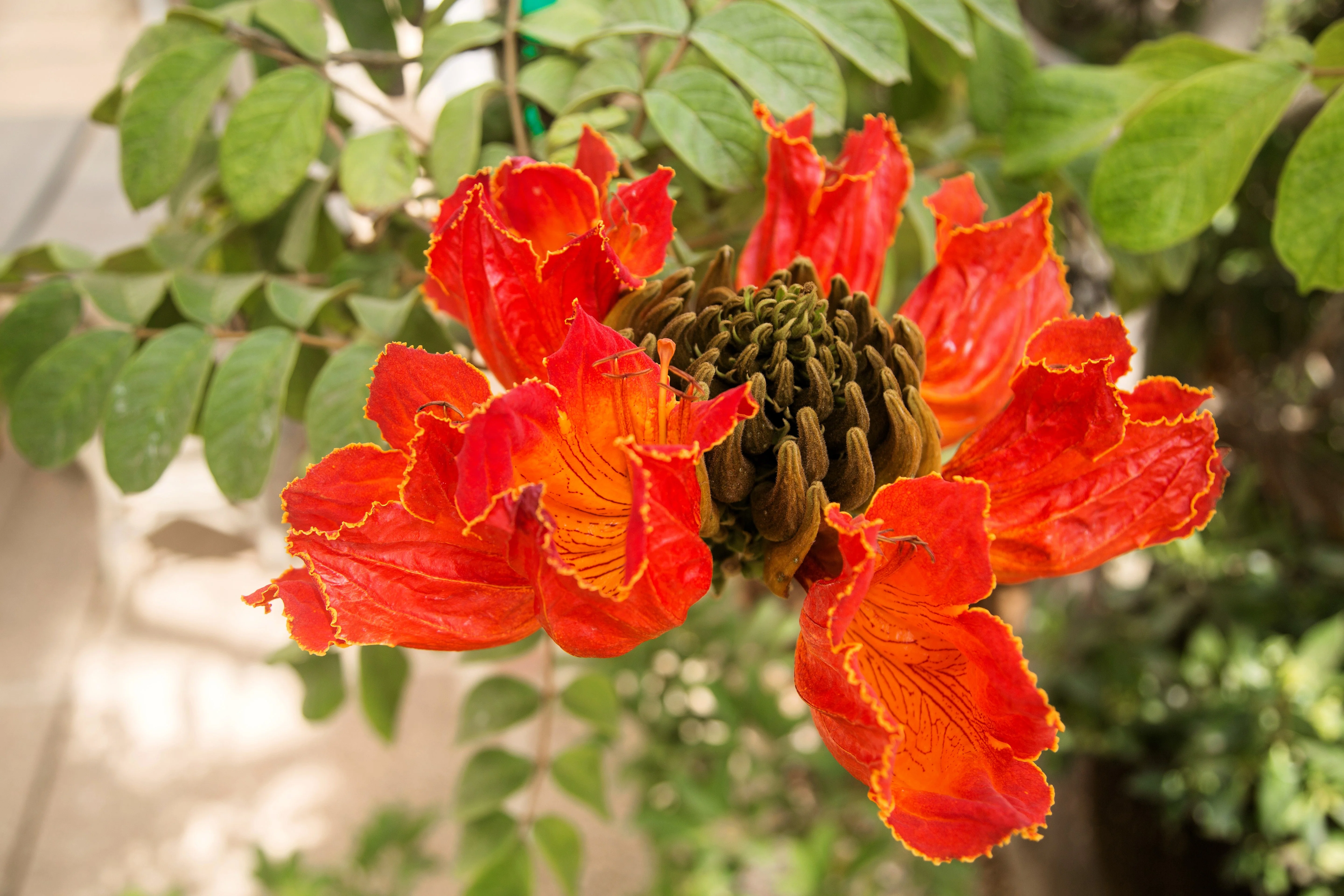 15 Red AFRICAN TULIP TREE (Fire Tree / Flame of the Forest / Fountain Tree) Spathodea Campanulata Seeds - Image 11