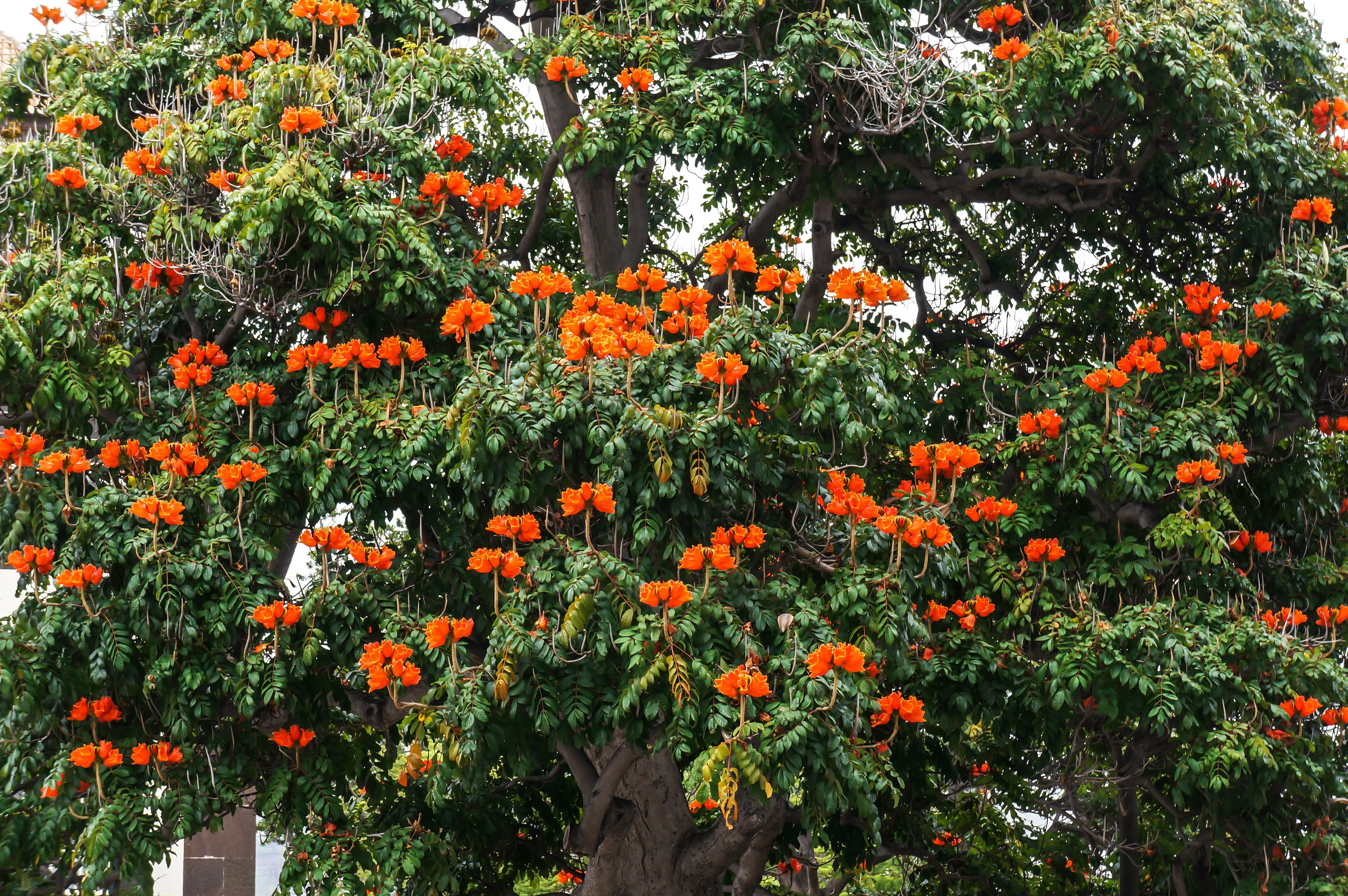15 Red AFRICAN TULIP TREE (Fire Tree / Flame of the Forest / Fountain Tree) Spathodea Campanulata Seeds - Image 12