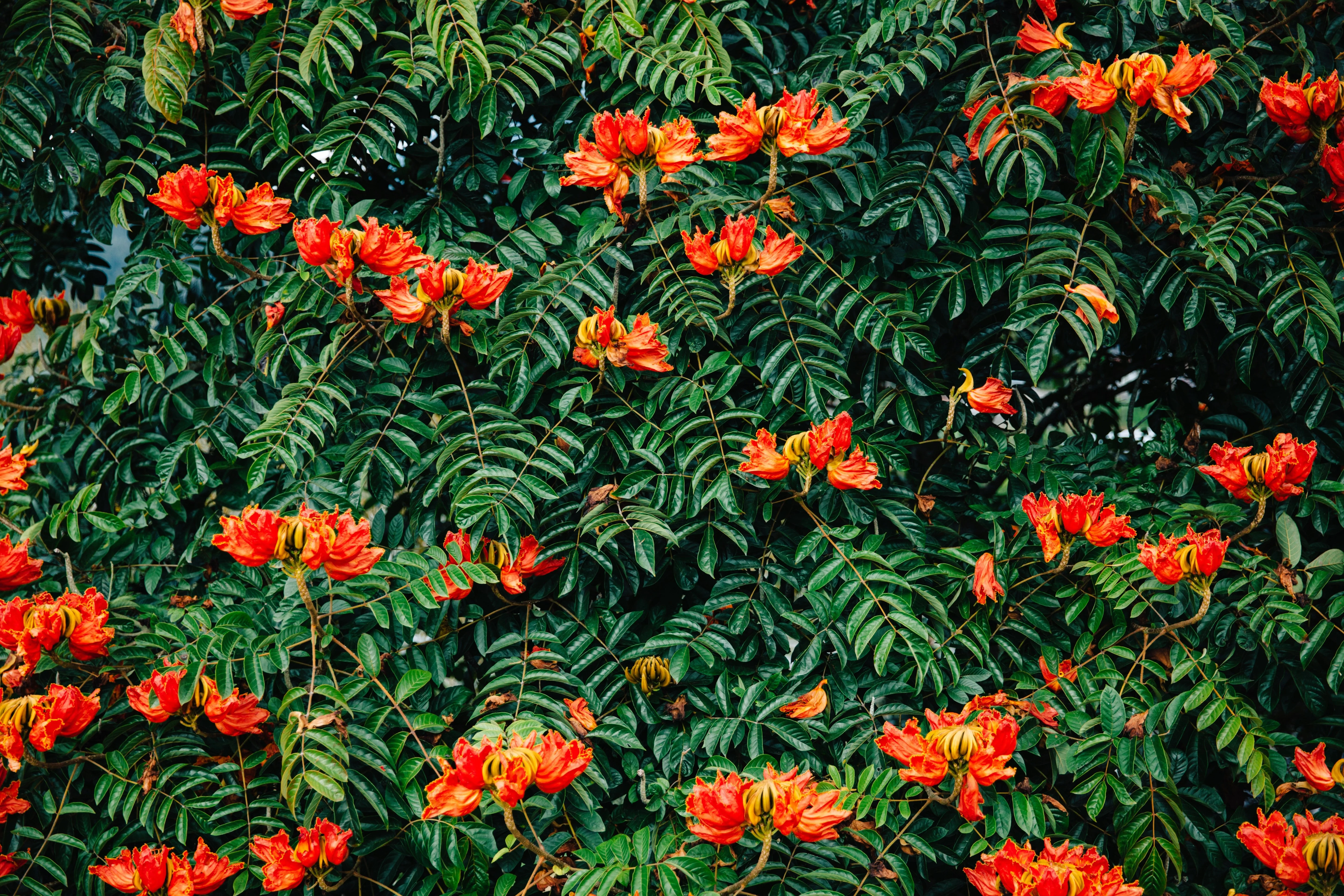 15 Red AFRICAN TULIP TREE (Fire Tree / Flame of the Forest / Fountain Tree) Spathodea Campanulata Seeds - Image 13