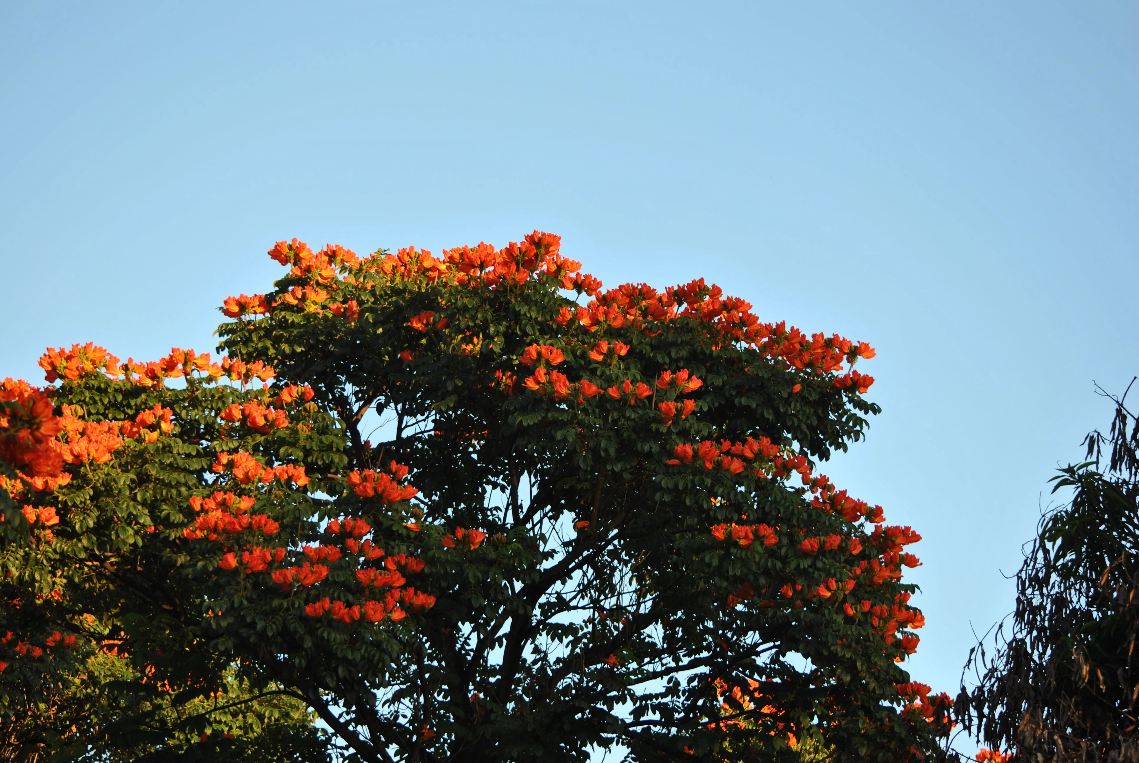 15 Red AFRICAN TULIP TREE (Fire Tree / Flame of the Forest / Fountain Tree) Spathodea Campanulata Seeds - Image 14