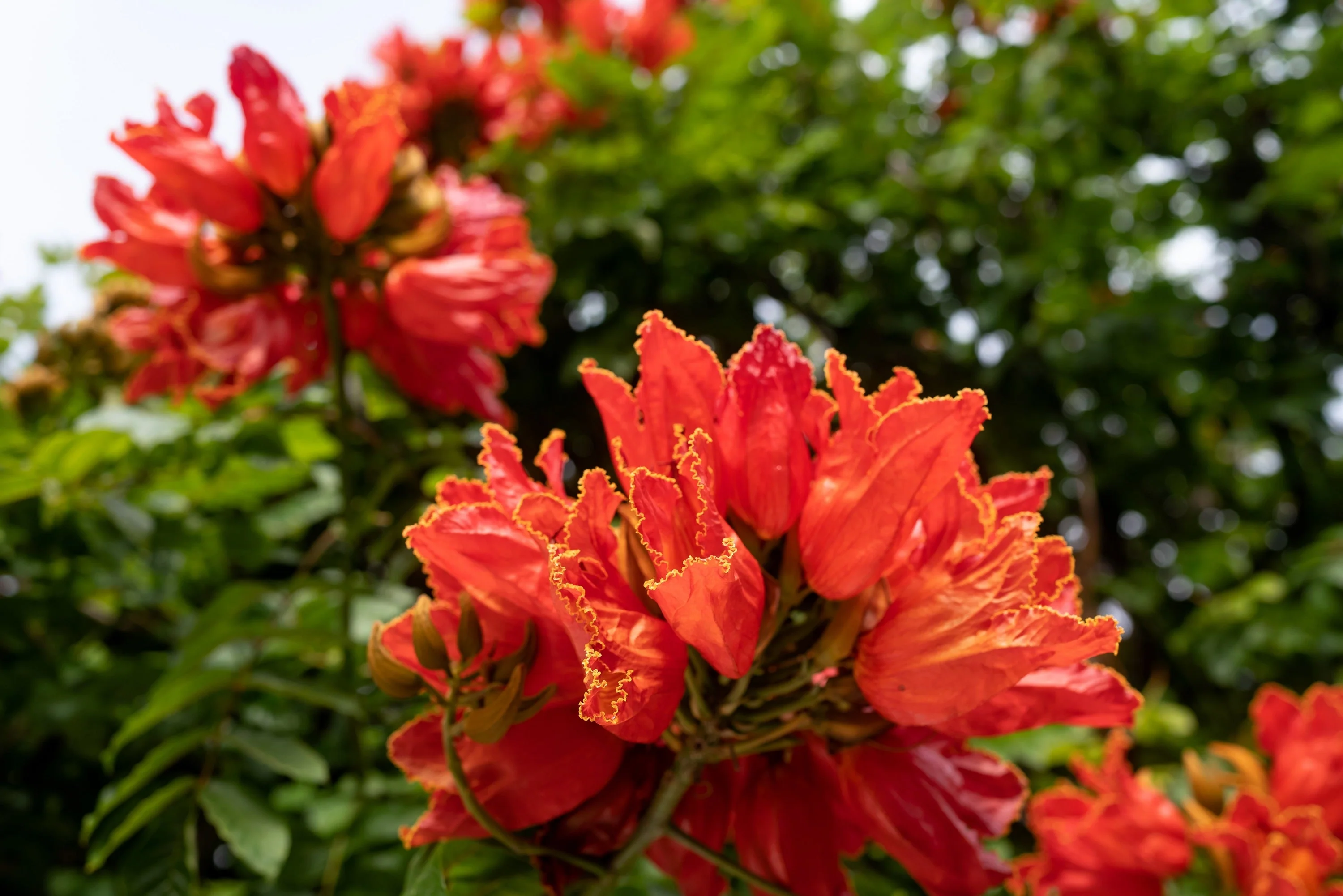 15 Red AFRICAN TULIP TREE (Fire Tree / Flame of the Forest / Fountain Tree) Spathodea Campanulata Seeds - Image 15