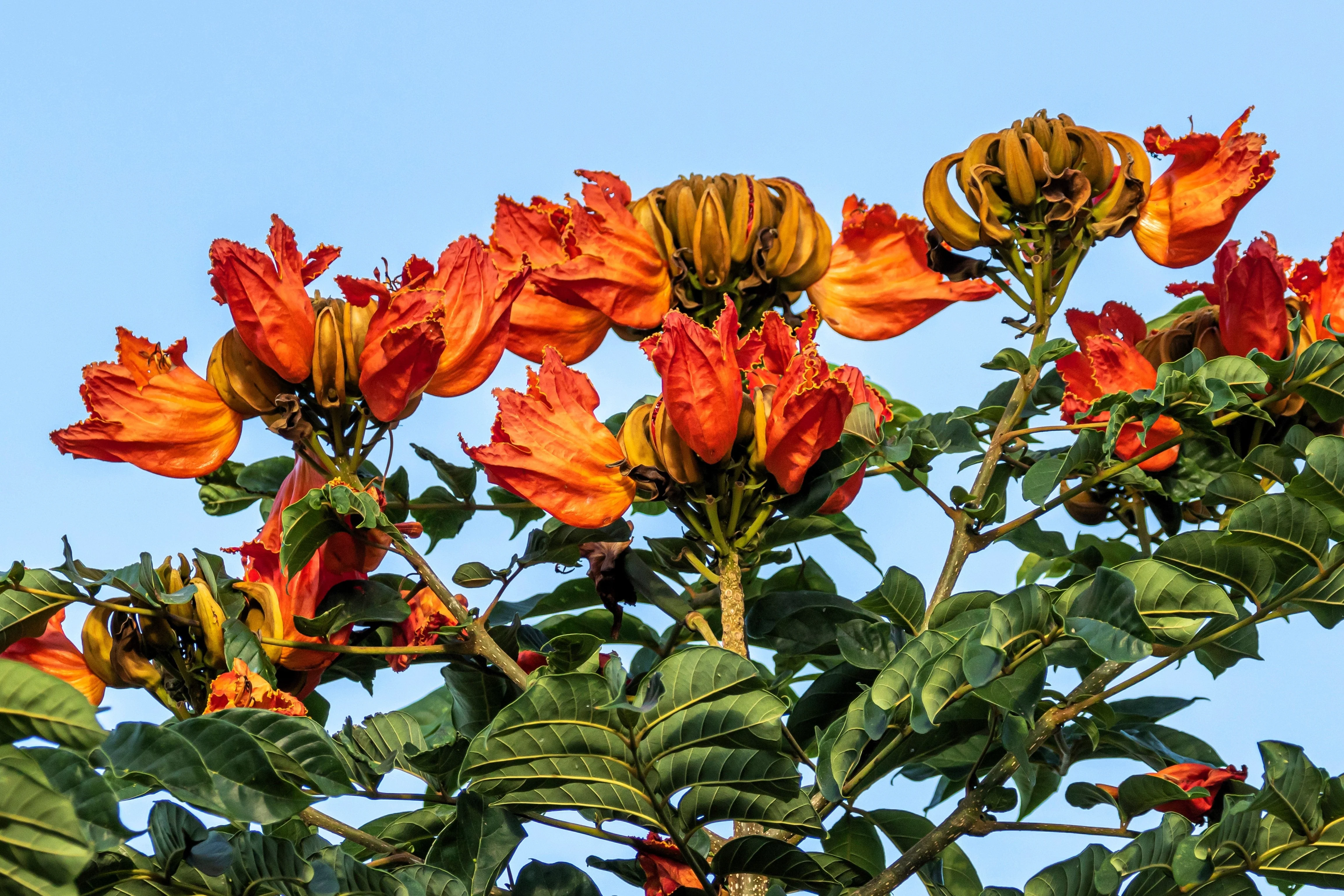 15 Red AFRICAN TULIP TREE (Fire Tree / Flame of the Forest / Fountain Tree) Spathodea Campanulata Seeds - Image 16