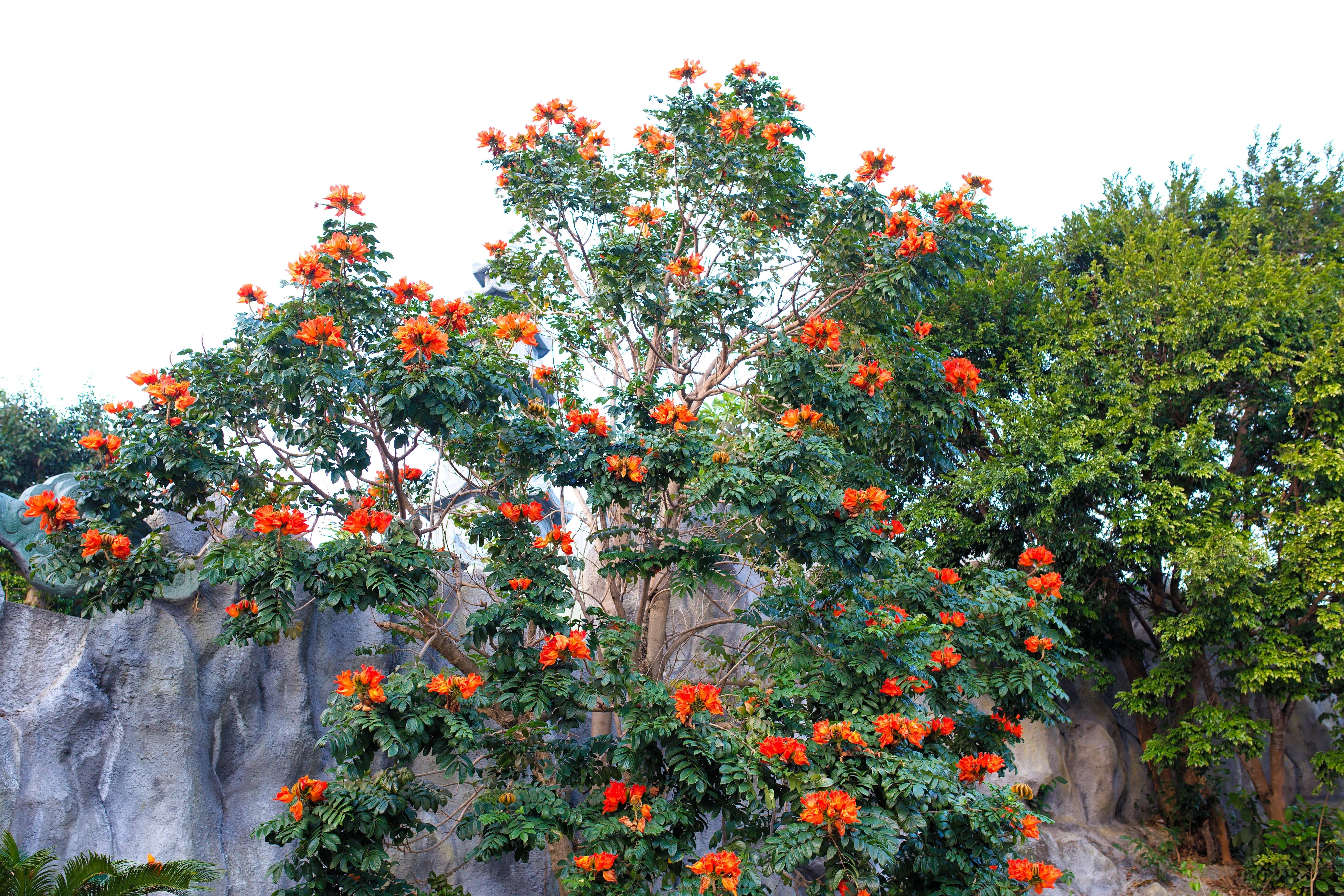 15 Red AFRICAN TULIP TREE (Fire Tree / Flame of the Forest / Fountain Tree) Spathodea Campanulata Seeds - Image 17