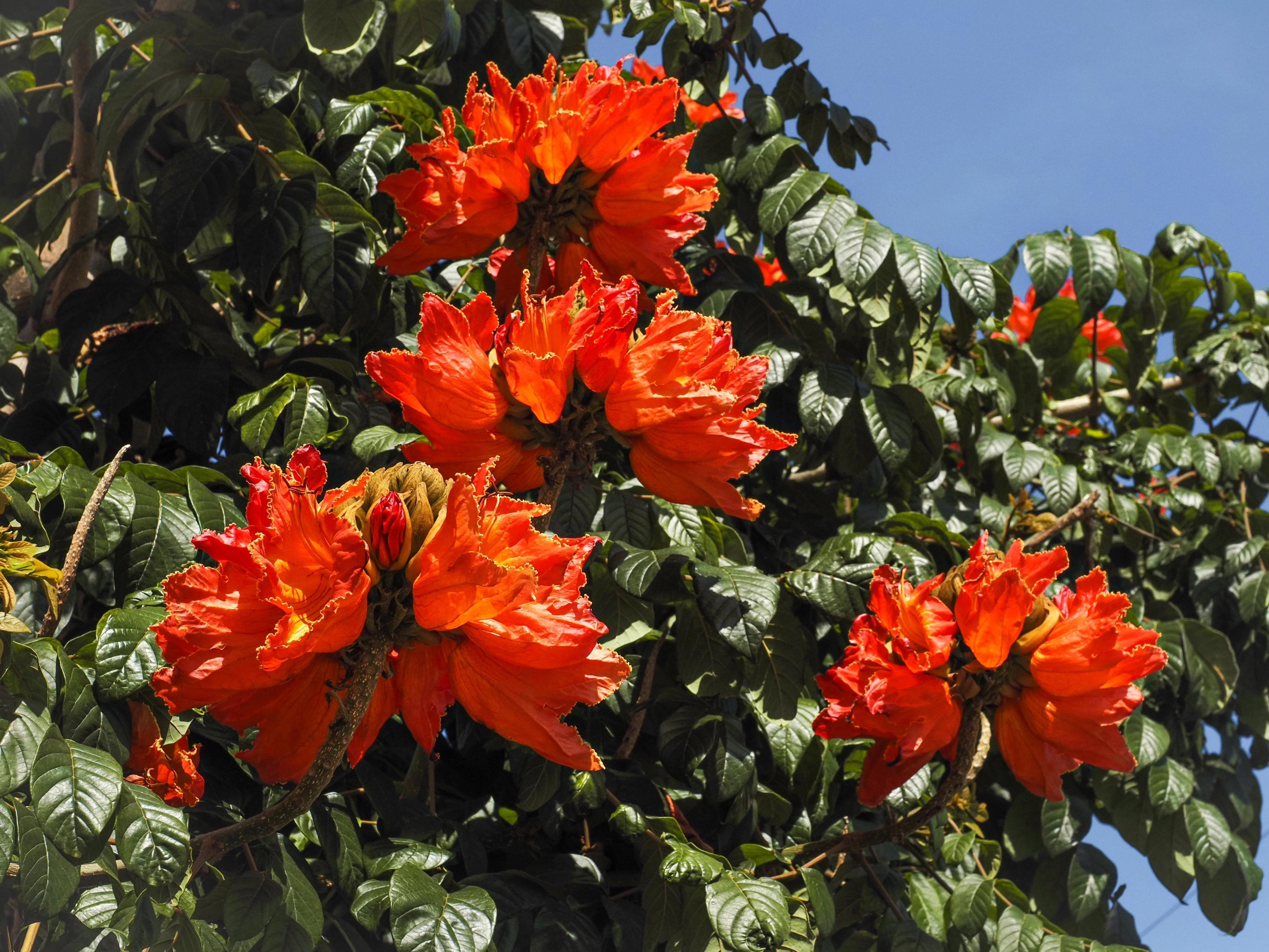 15 Red AFRICAN TULIP TREE (Fire Tree / Flame of the Forest / Fountain Tree) Spathodea Campanulata Seeds - Image 2