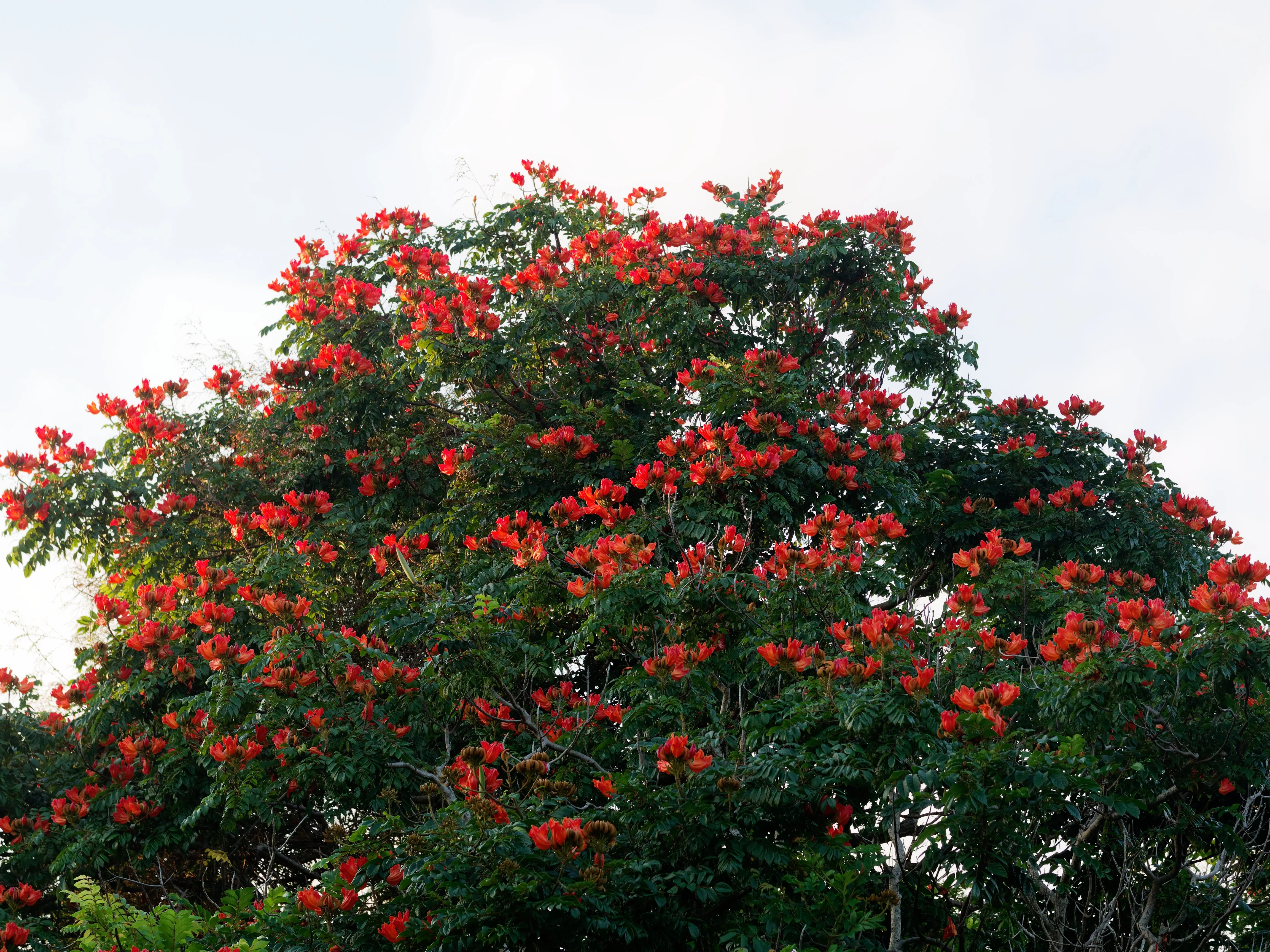 15 Red AFRICAN TULIP TREE (Fire Tree / Flame of the Forest / Fountain Tree) Spathodea Campanulata Seeds - Image 3
