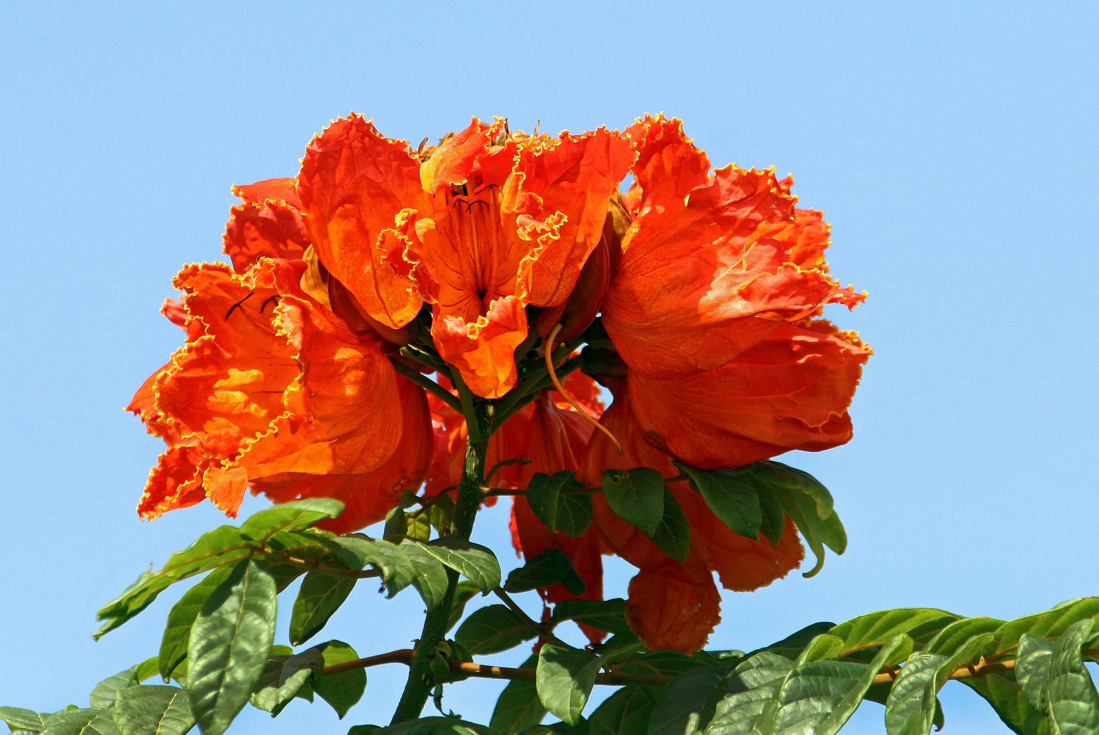 15 Red AFRICAN TULIP TREE (Fire Tree / Flame of the Forest / Fountain Tree) Spathodea Campanulata Seeds - Image 4