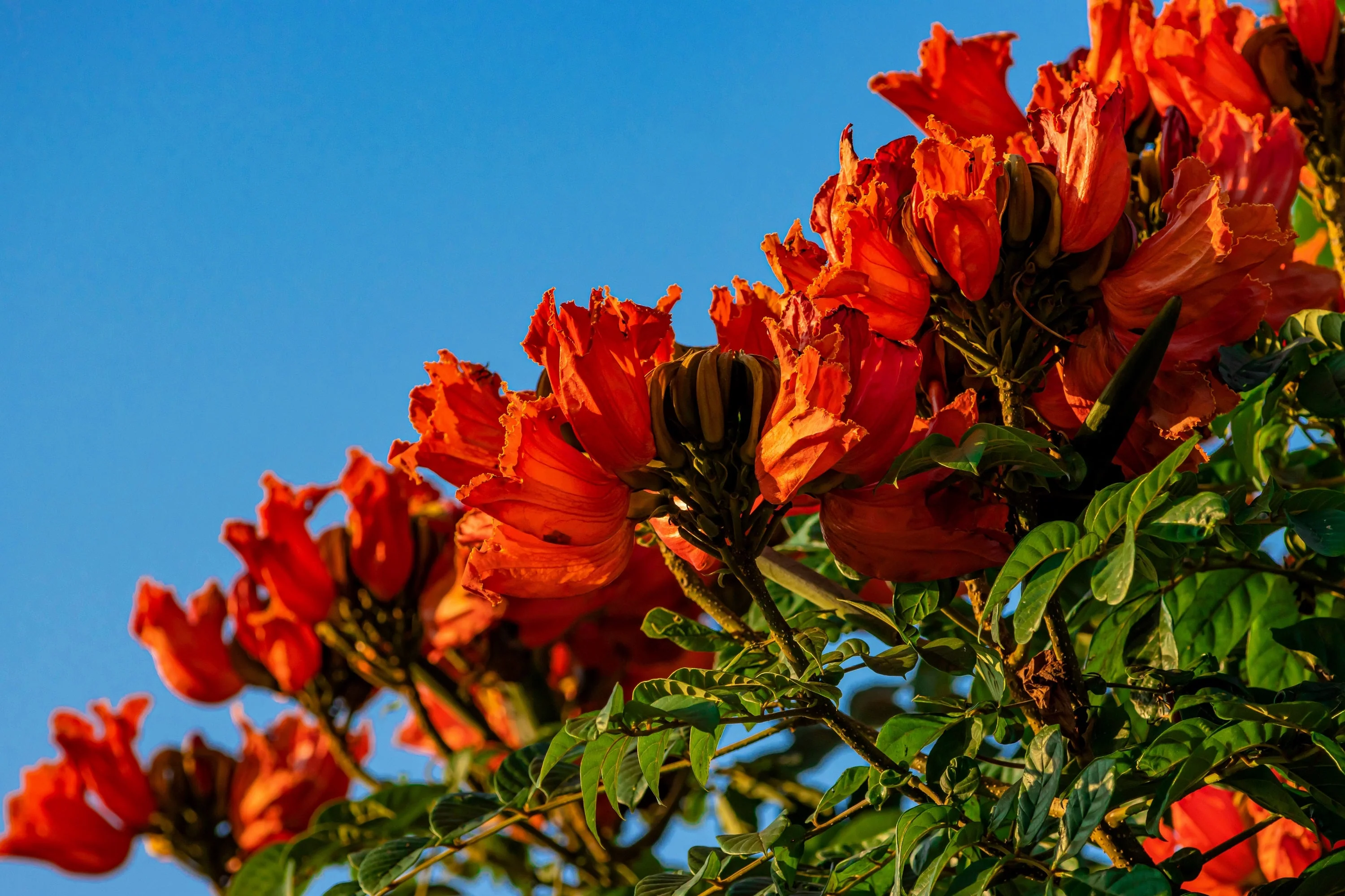 15 Red AFRICAN TULIP TREE (Fire Tree / Flame of the Forest / Fountain Tree) Spathodea Campanulata Seeds - Image 5