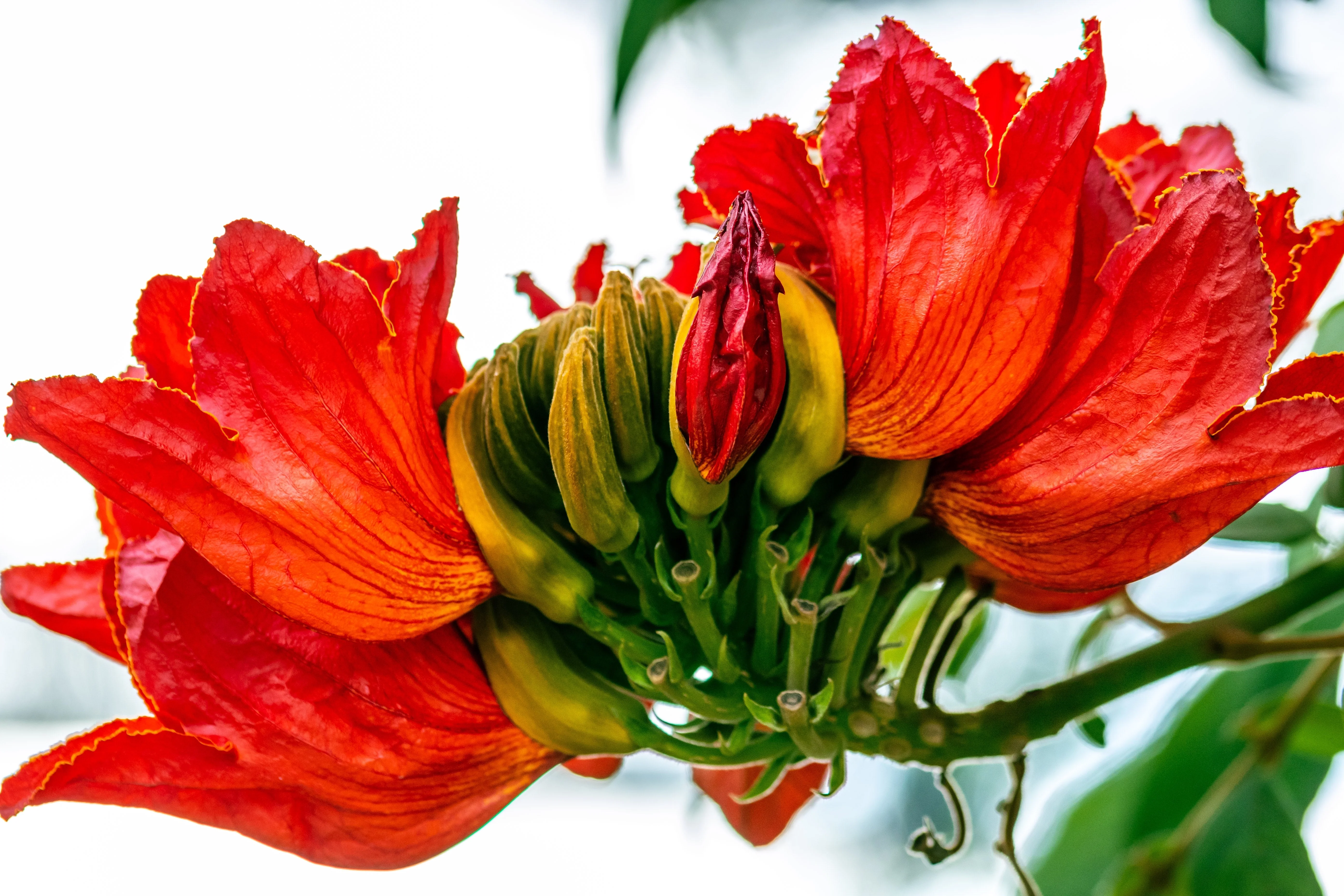 15 Red AFRICAN TULIP TREE (Fire Tree / Flame of the Forest / Fountain Tree) Spathodea Campanulata Seeds - Image 6