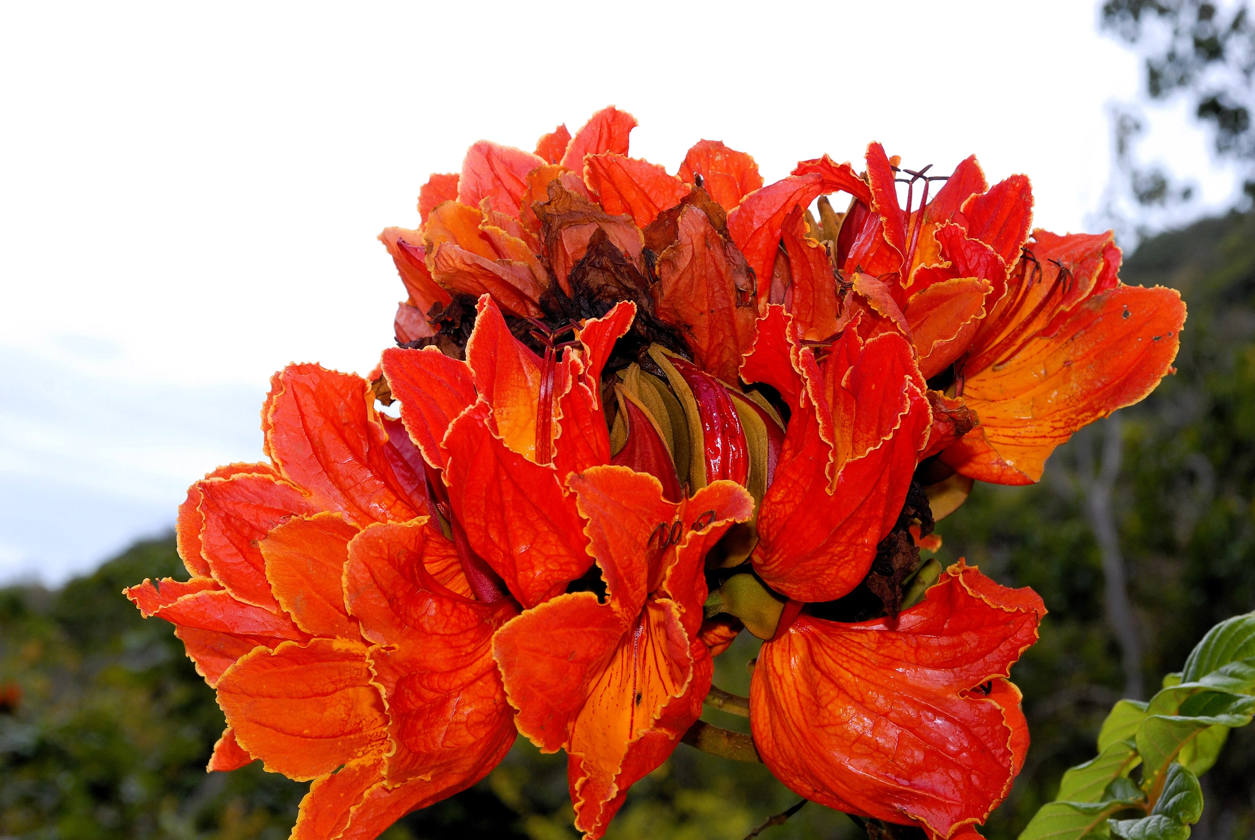 15 Red AFRICAN TULIP TREE (Fire Tree / Flame of the Forest / Fountain Tree) Spathodea Campanulata Seeds - Image 7