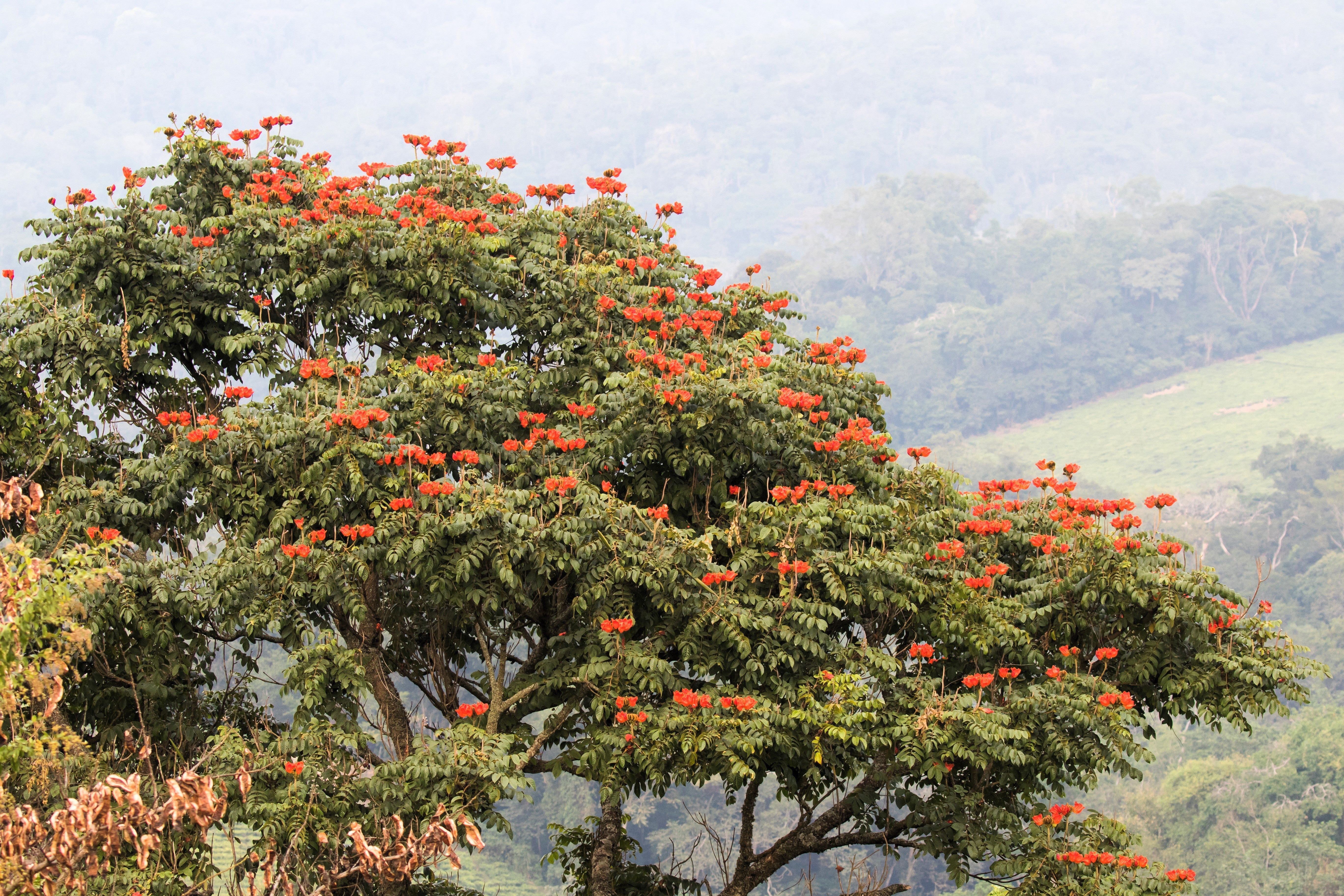 15 Red AFRICAN TULIP TREE (Fire Tree / Flame of the Forest / Fountain Tree) Spathodea Campanulata Seeds - Image 8