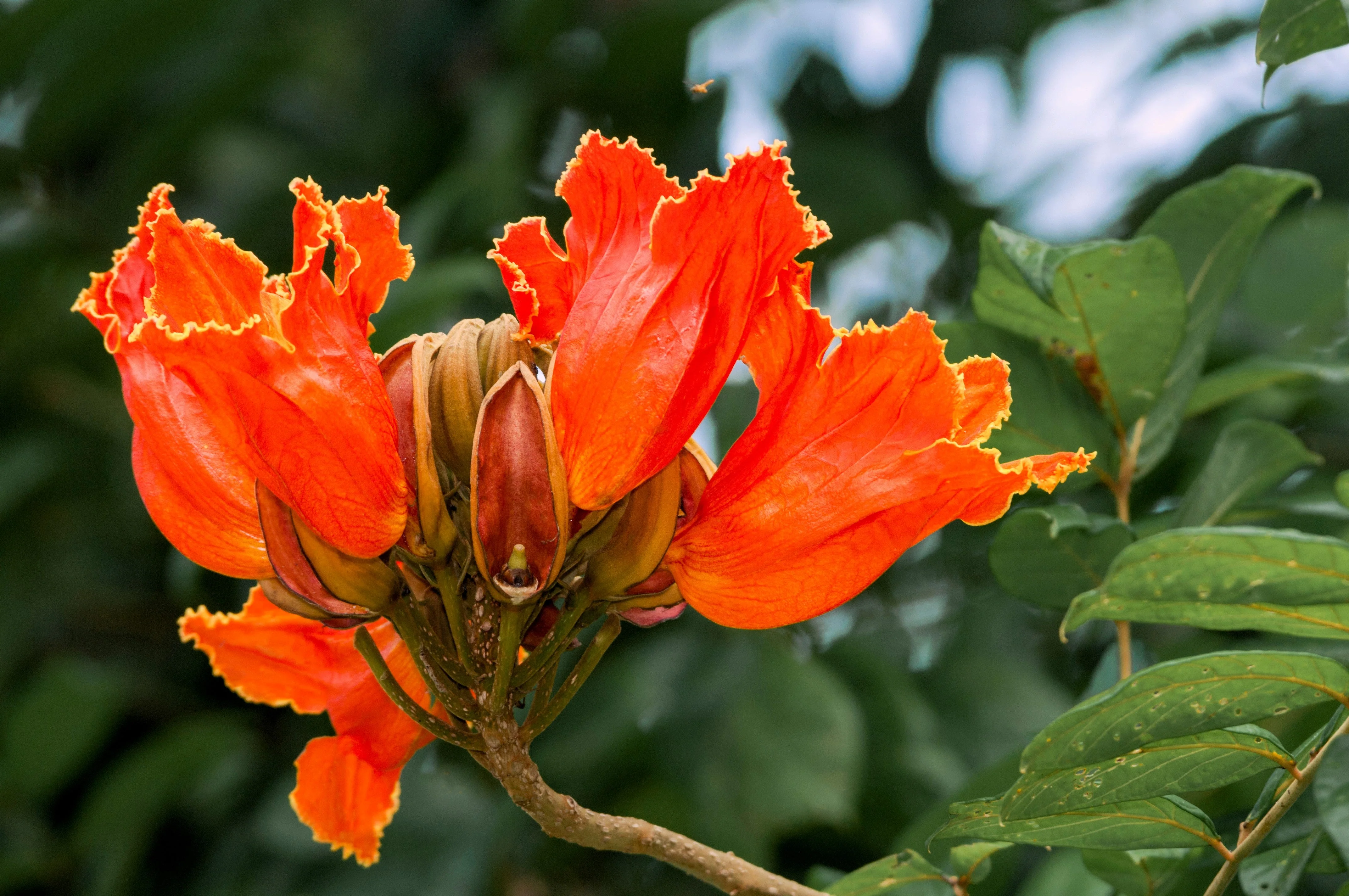 15 Red AFRICAN TULIP TREE (Fire Tree / Flame of the Forest / Fountain Tree) Spathodea Campanulata Seeds - Image 9