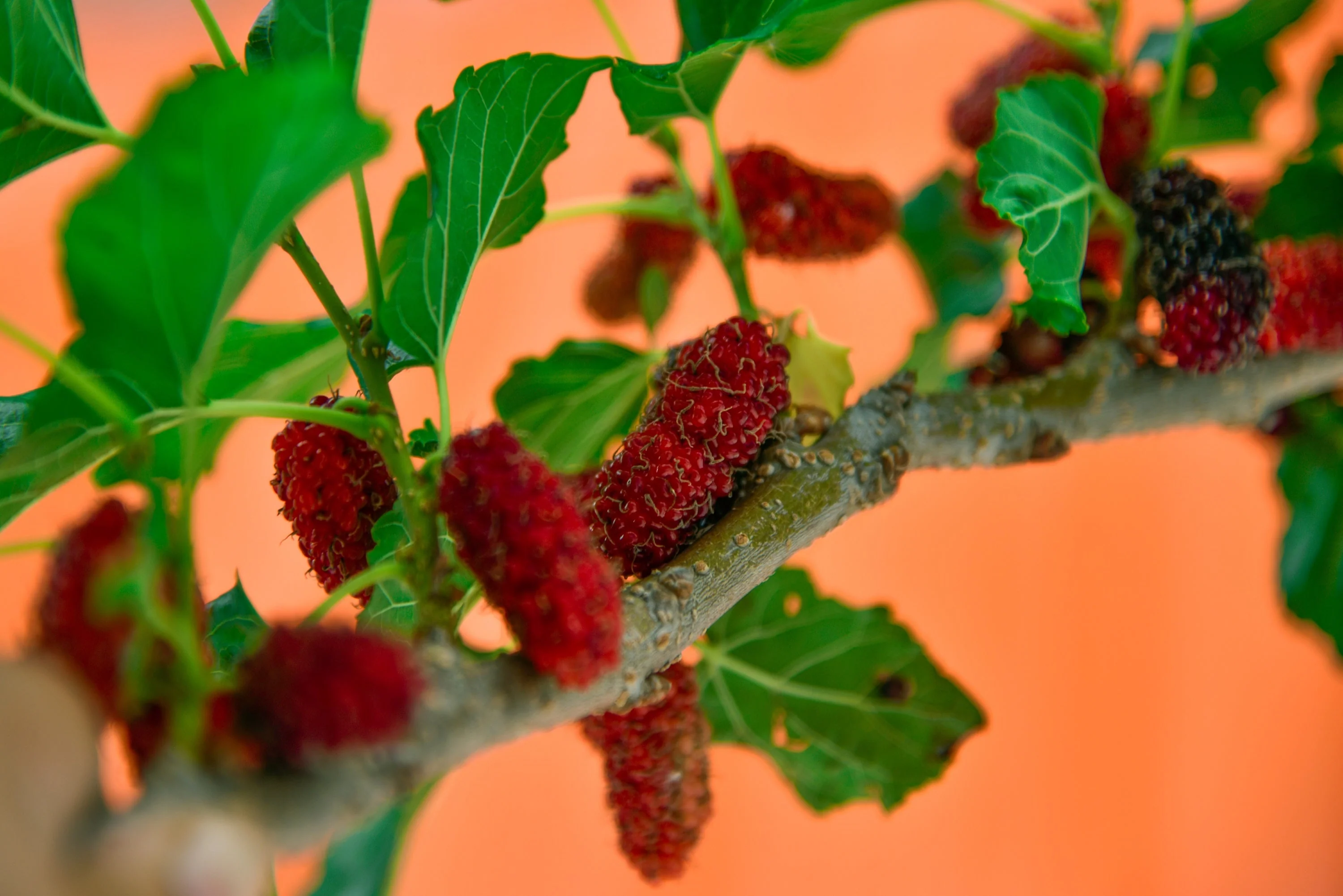 15 Red MULBERRY Morus Rubra Black Fruit Shrub Tree Seeds - Image 10