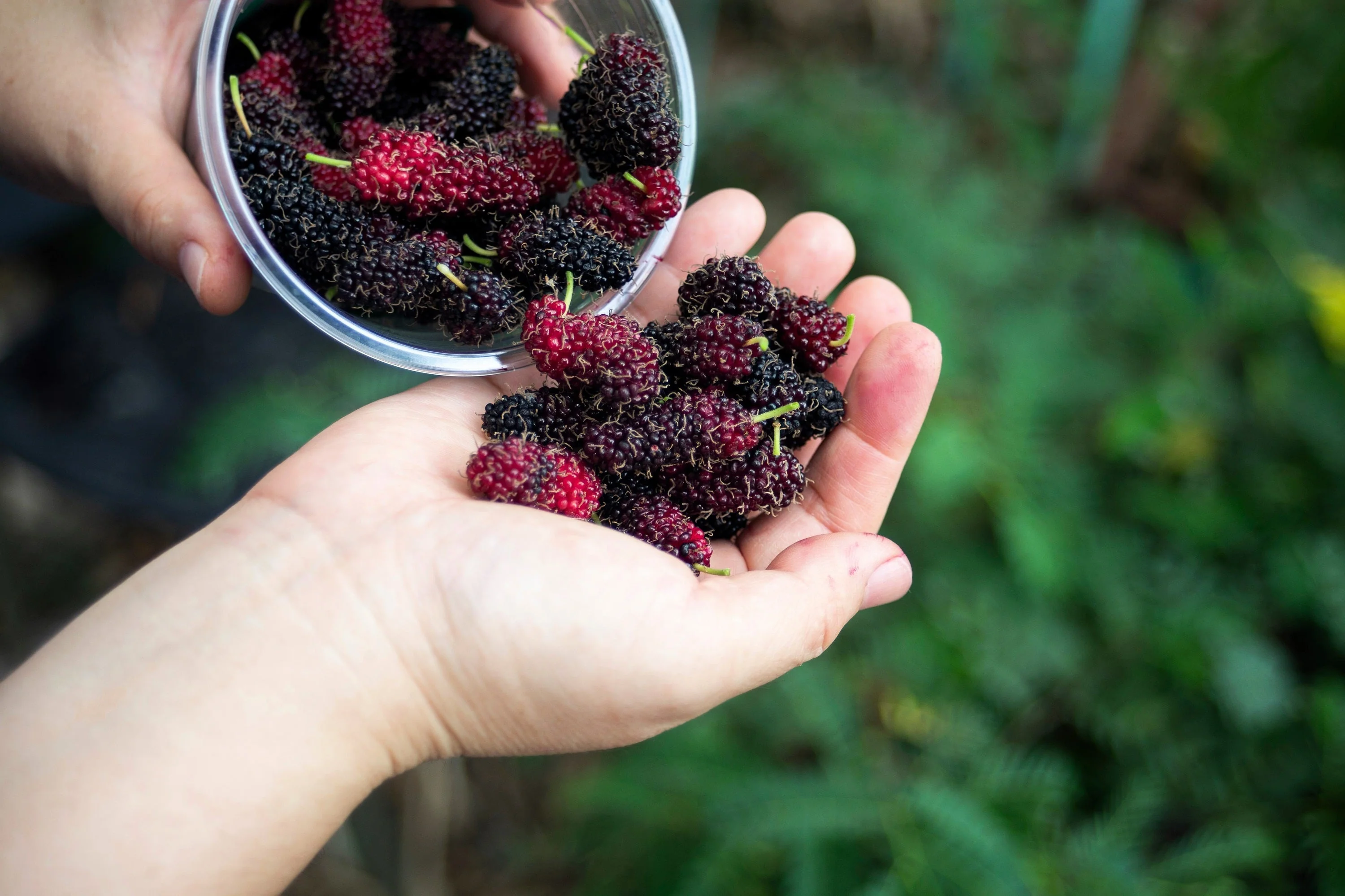 15 Red MULBERRY Morus Rubra Black Fruit Shrub Tree Seeds - Image 12