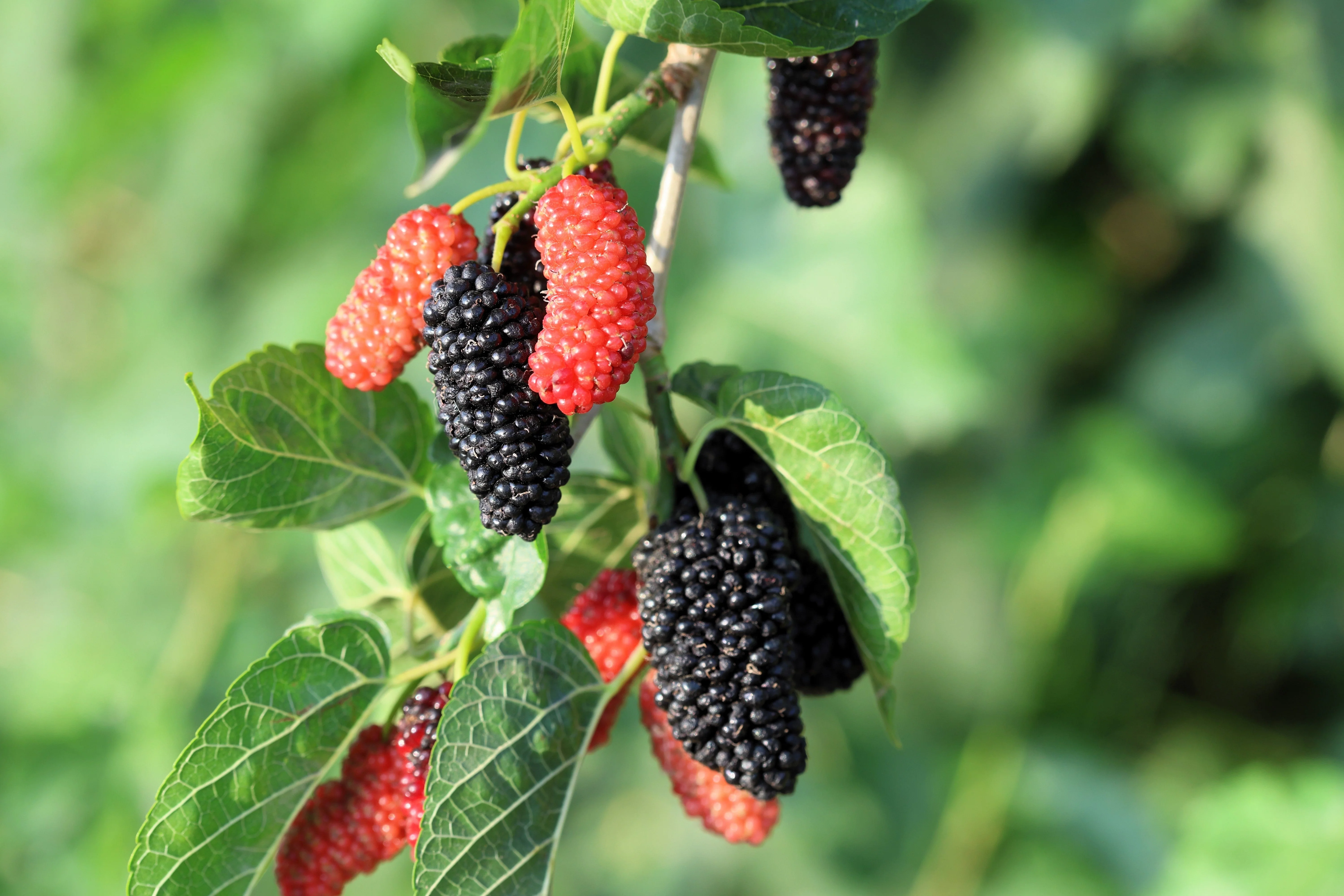 15 Red MULBERRY Morus Rubra Black Fruit Shrub Tree Seeds - Image 2