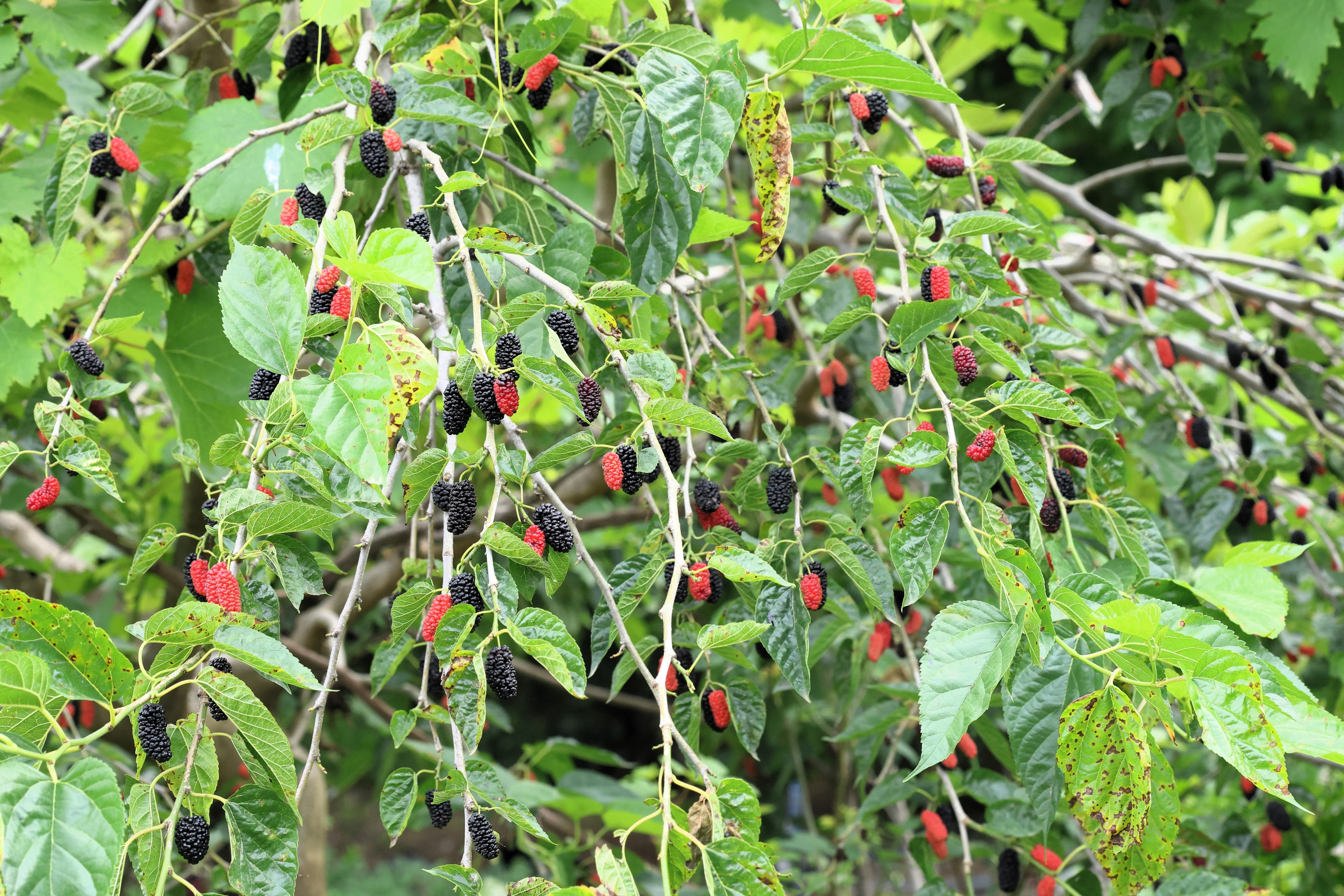 15 Red MULBERRY Morus Rubra Black Fruit Shrub Tree Seeds - Image 3