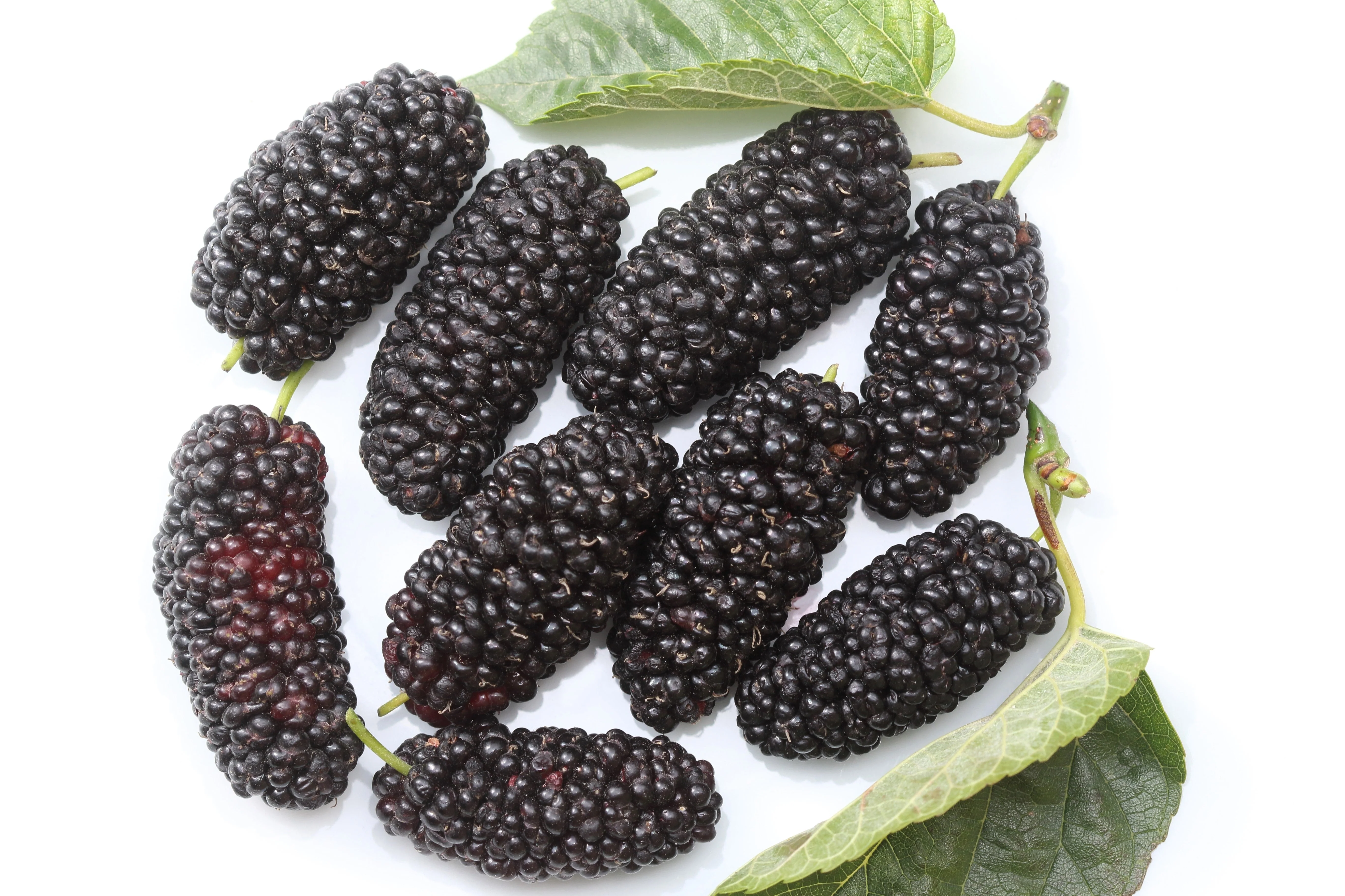 15 Red MULBERRY Morus Rubra Black Fruit Shrub Tree Seeds - Image 4