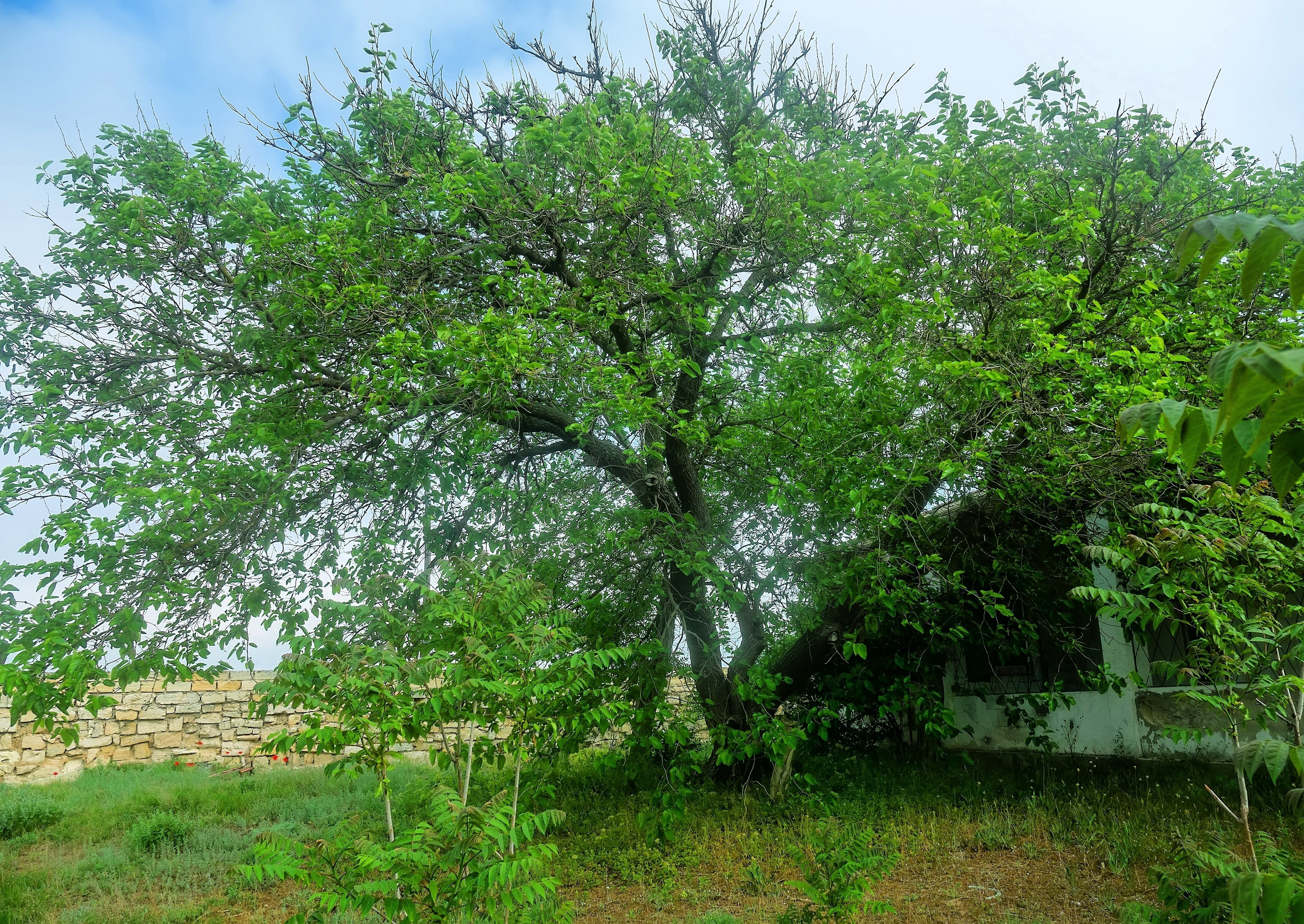 15 Red MULBERRY Morus Rubra Black Fruit Shrub Tree Seeds - Image 5