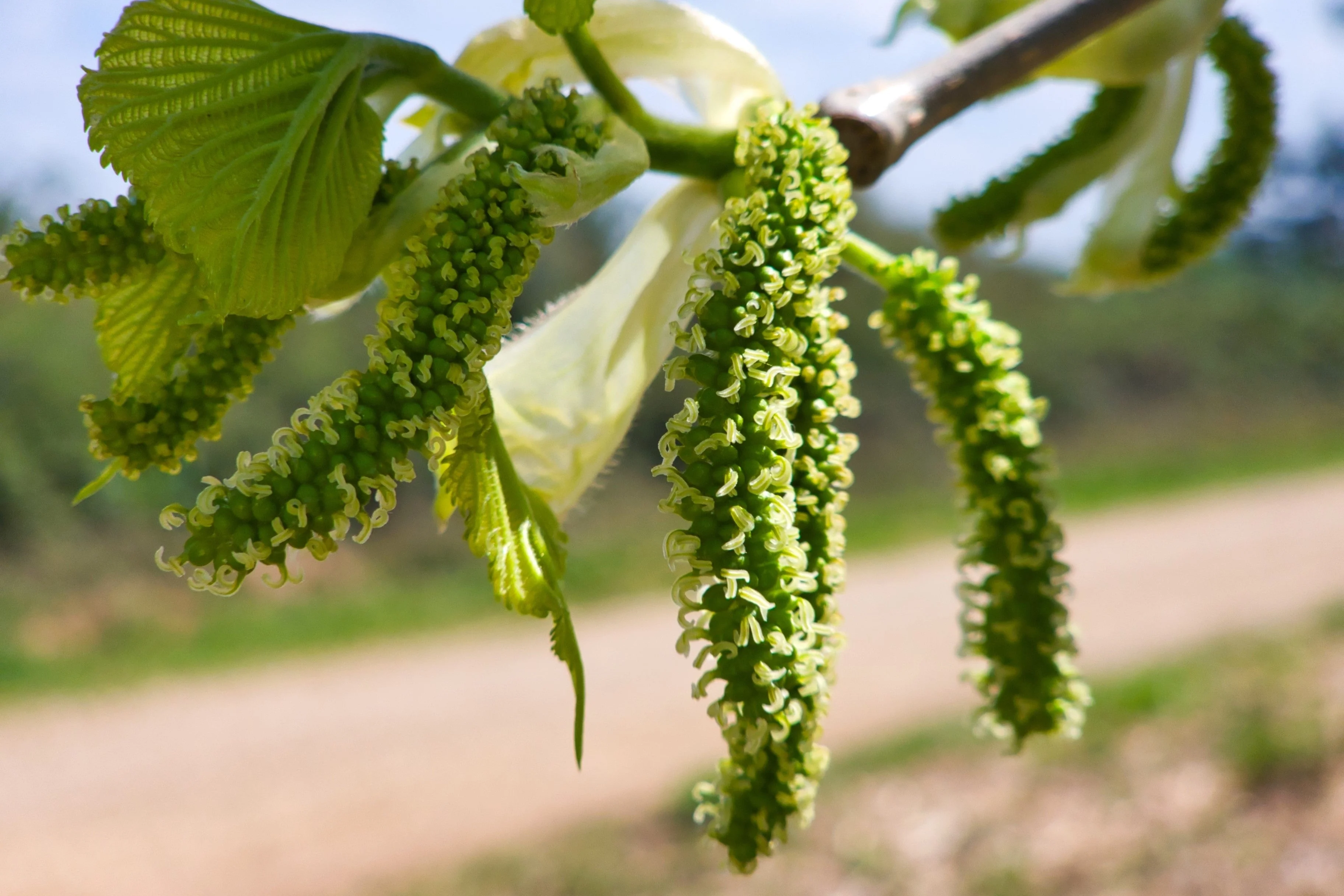 15 Red MULBERRY Morus Rubra Black Fruit Shrub Tree Seeds - Image 6