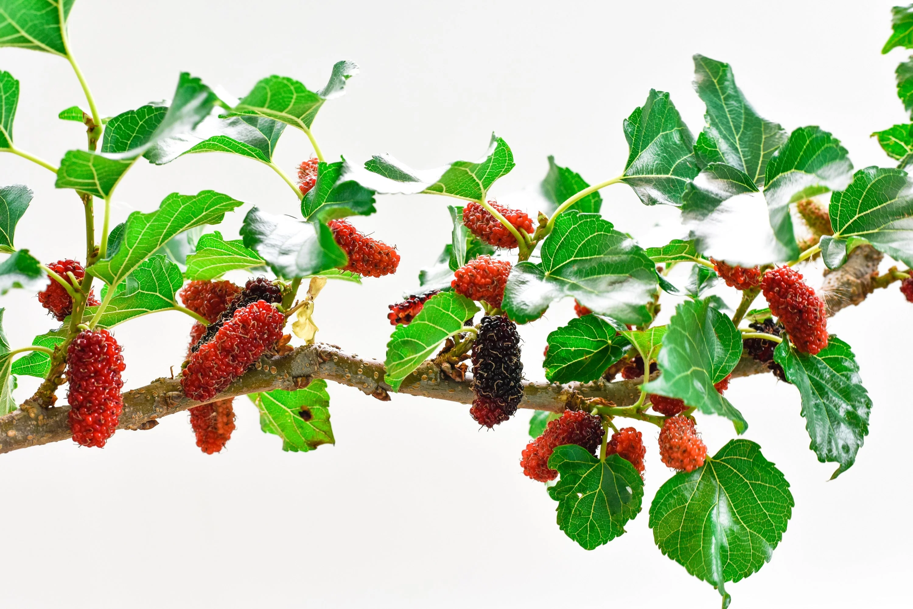 15 Red MULBERRY Morus Rubra Black Fruit Shrub Tree Seeds - Image 7
