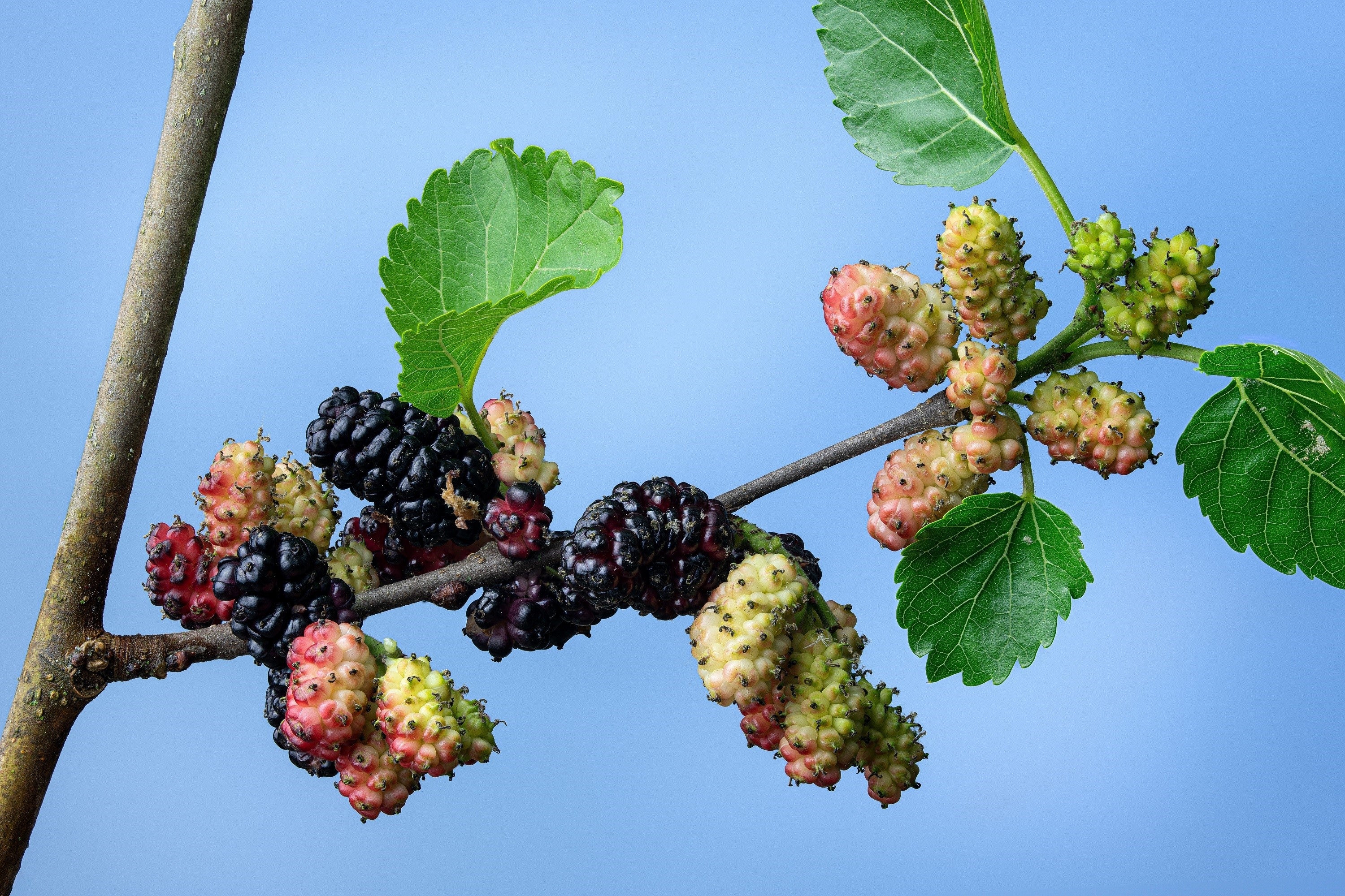 15 Red MULBERRY Morus Rubra Black Fruit Shrub Tree Seeds - Image 9